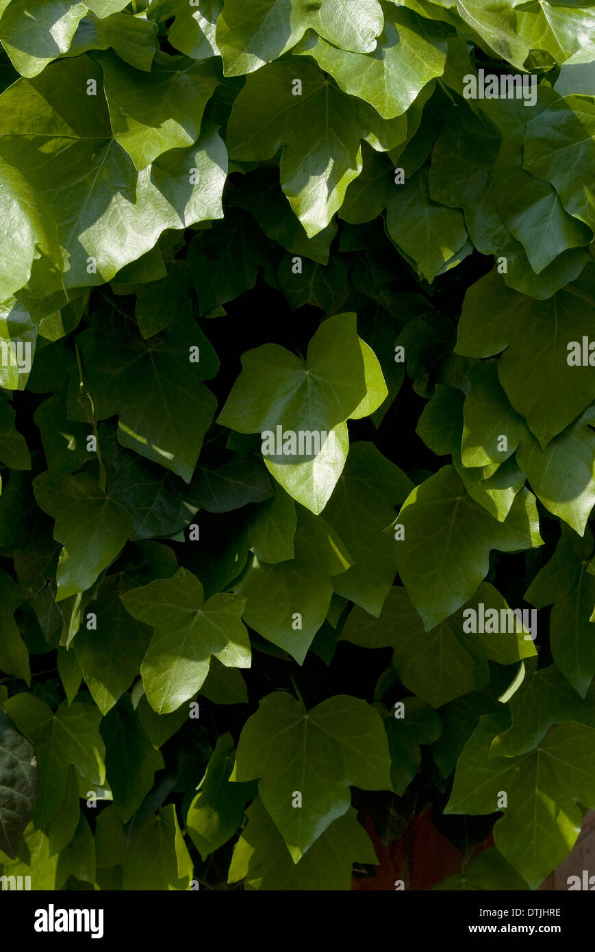 Ivy Detail, Belsize Park, London, NW1, England Stockfoto