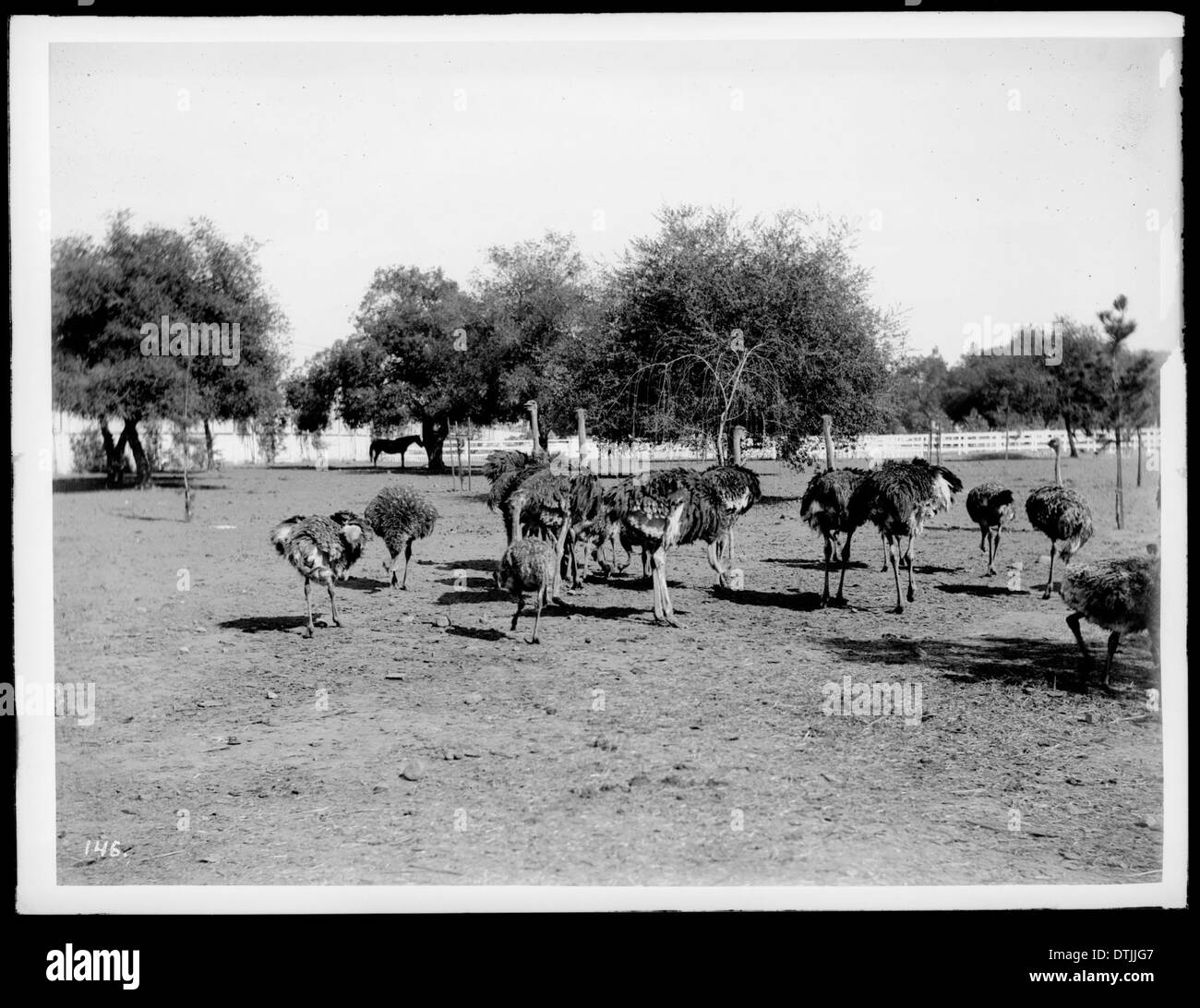 Strauß auf dem Bauernhof-Aktivitäten, Cawston Straußenfarm, South Pasadena, 1903 Stockfoto