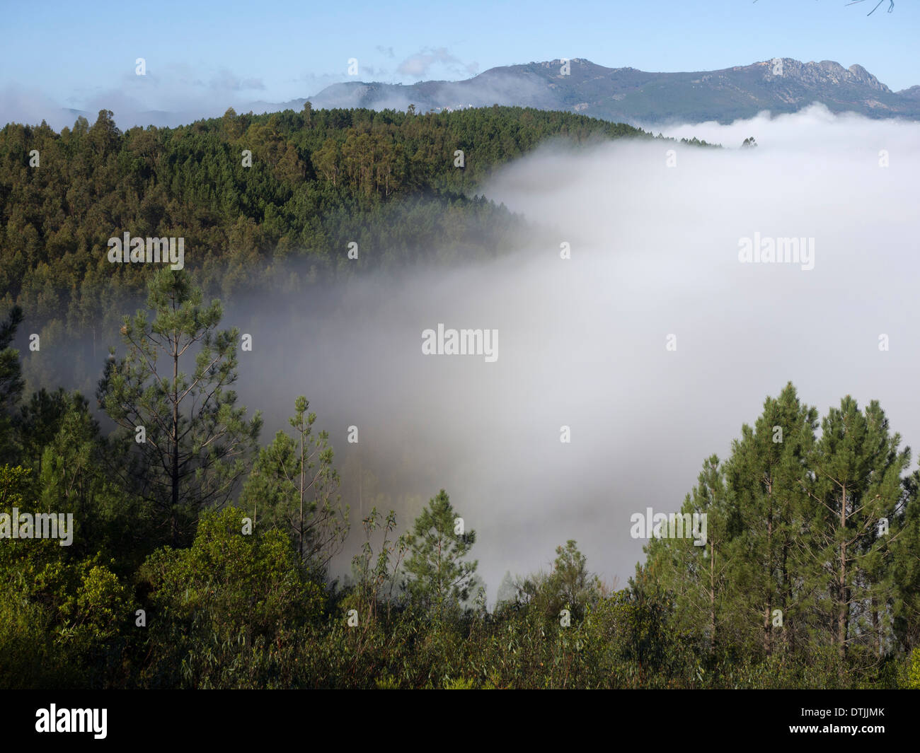 Wald mit dichtem Nebel Stockfoto
