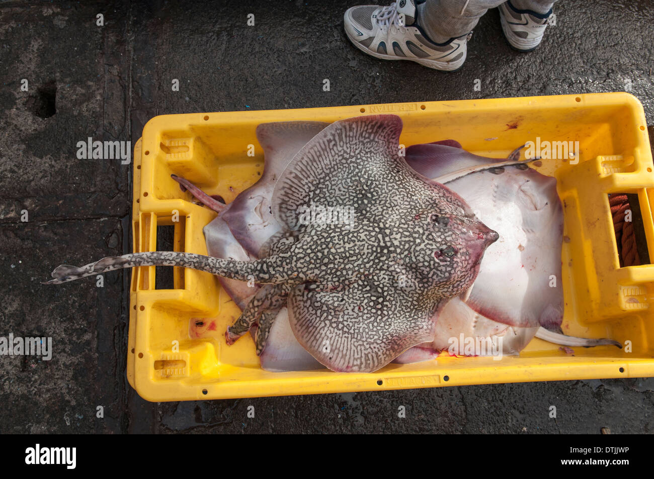 Nagelrochen (Raja Clavata) auf die Fischerei Dock off-loaded von lange Reihe Fischerboot. Sao Miguel, Azoren-Archipels. Stockfoto