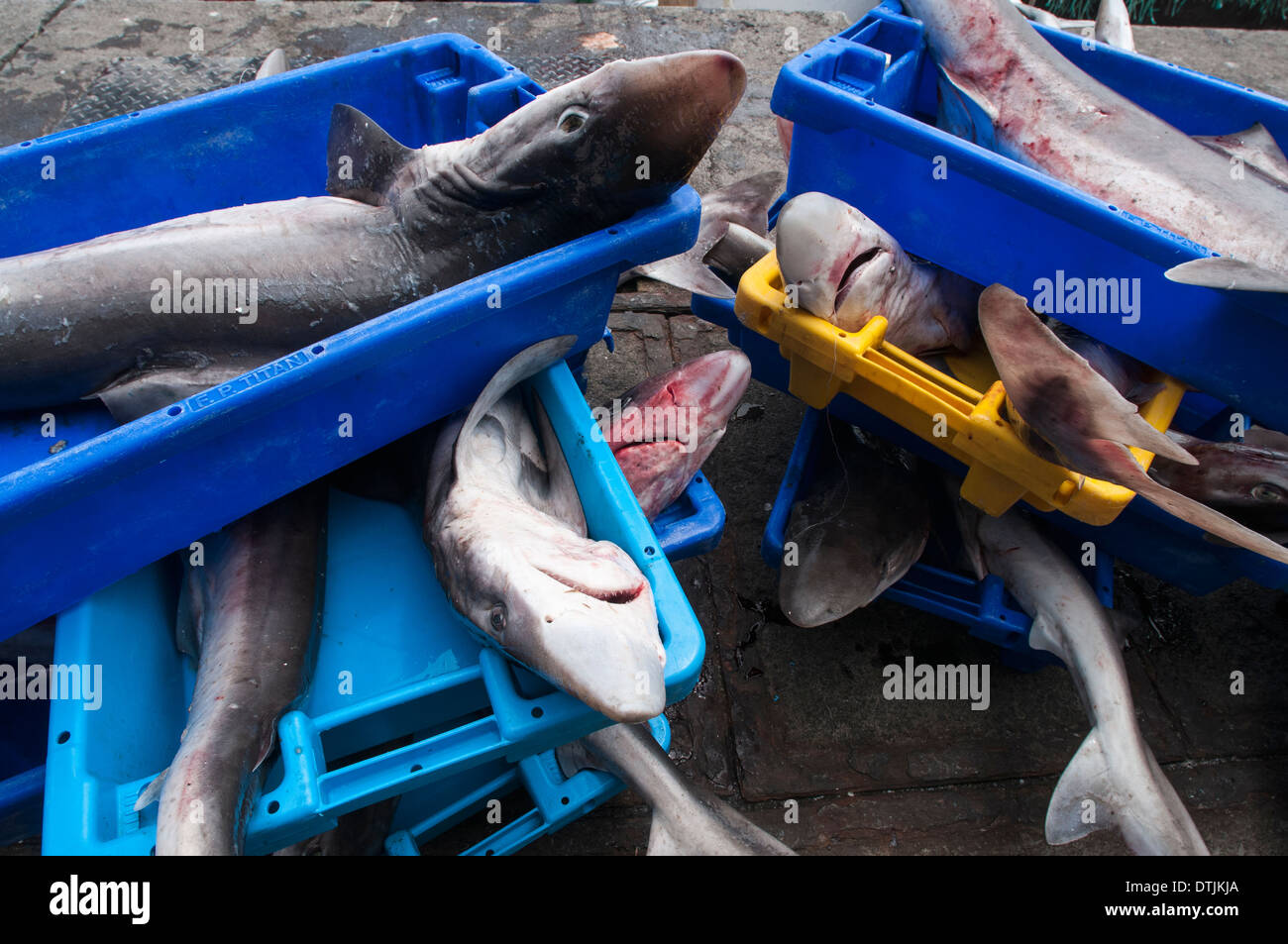 Tope Haie off-loaded aus tiefem Wasser lange Reihe Fischerboot. Stockfoto