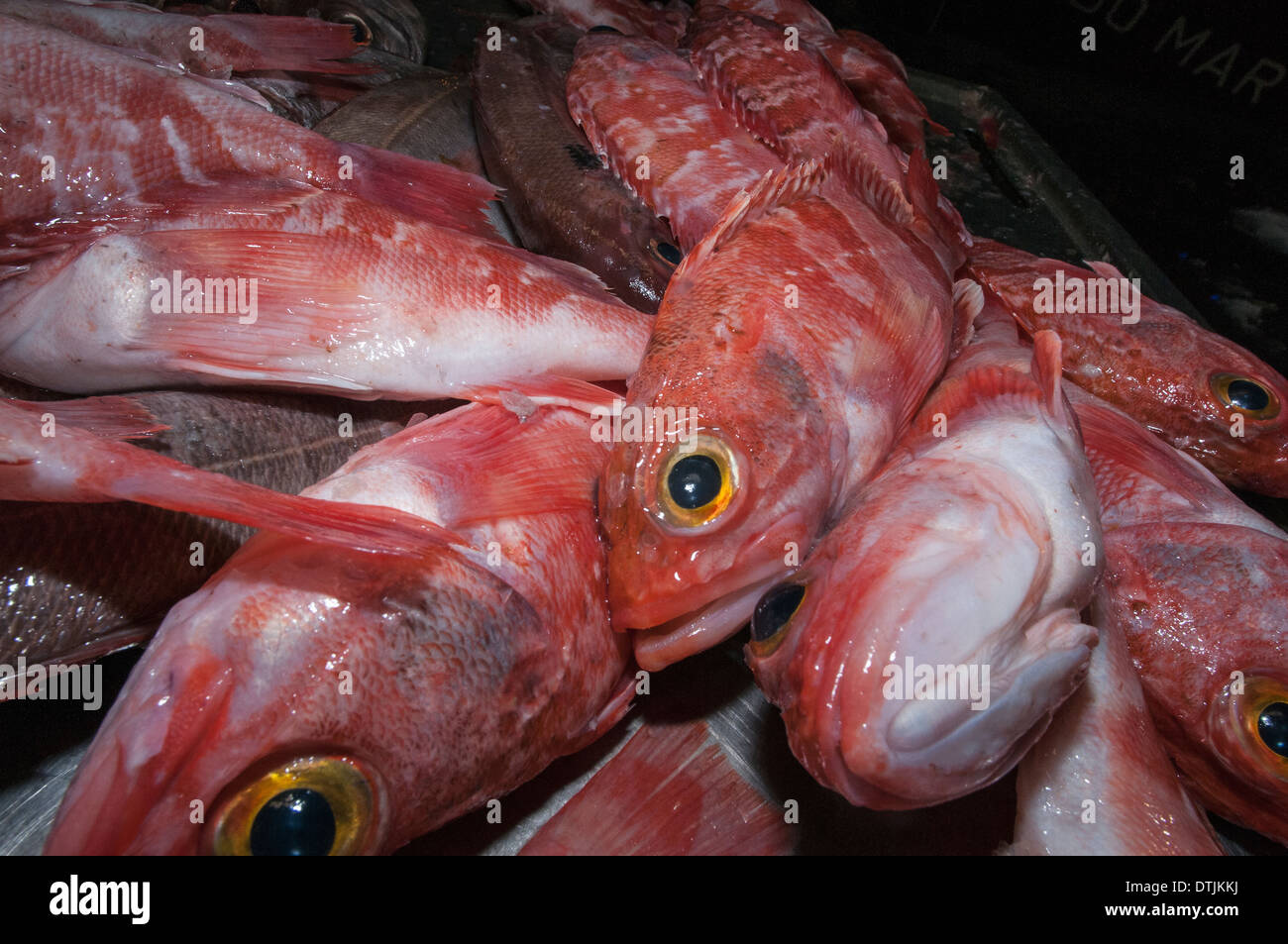 Blackbelly Rosefish aufgesprungen deepwater lang-Linie Fischen-Reise in San Miguel, Azoren. Stockfoto