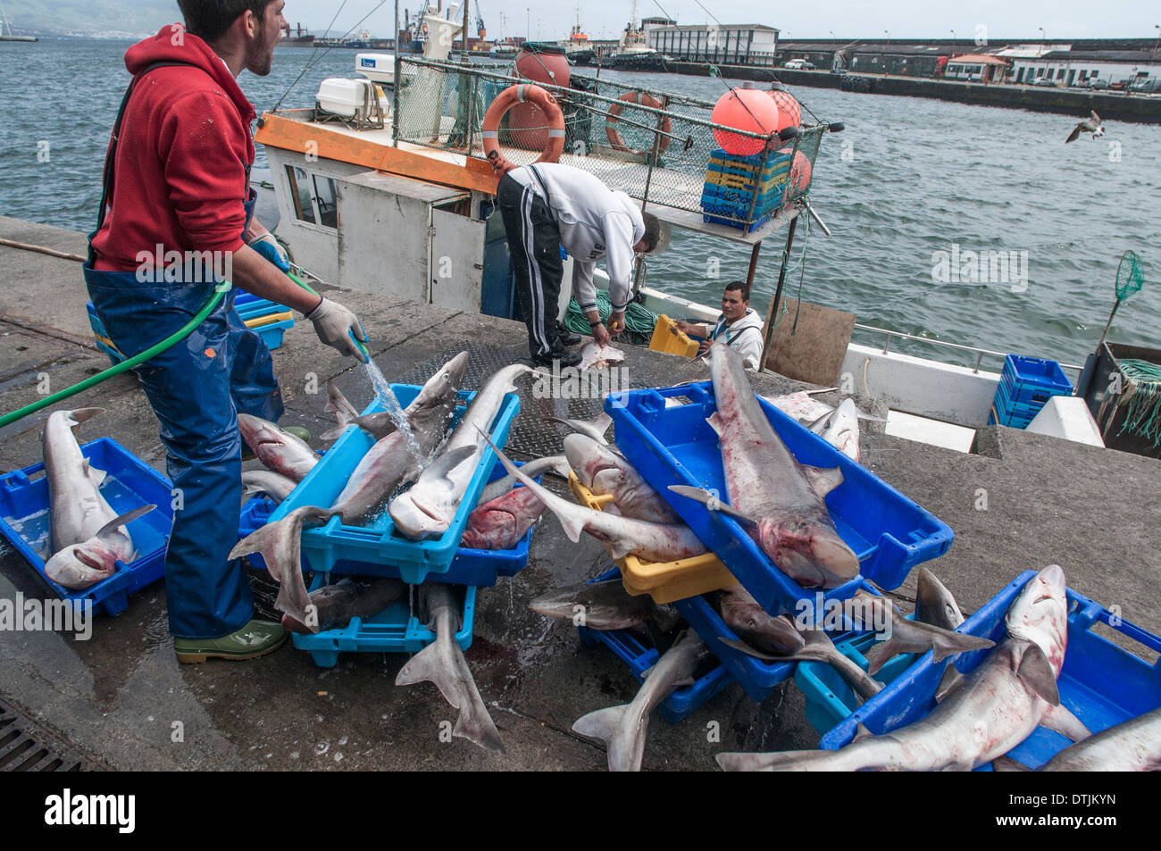 Tope Haie off-loaded aus tiefem Wasser lange Reihe Fischerboot. Stockfoto