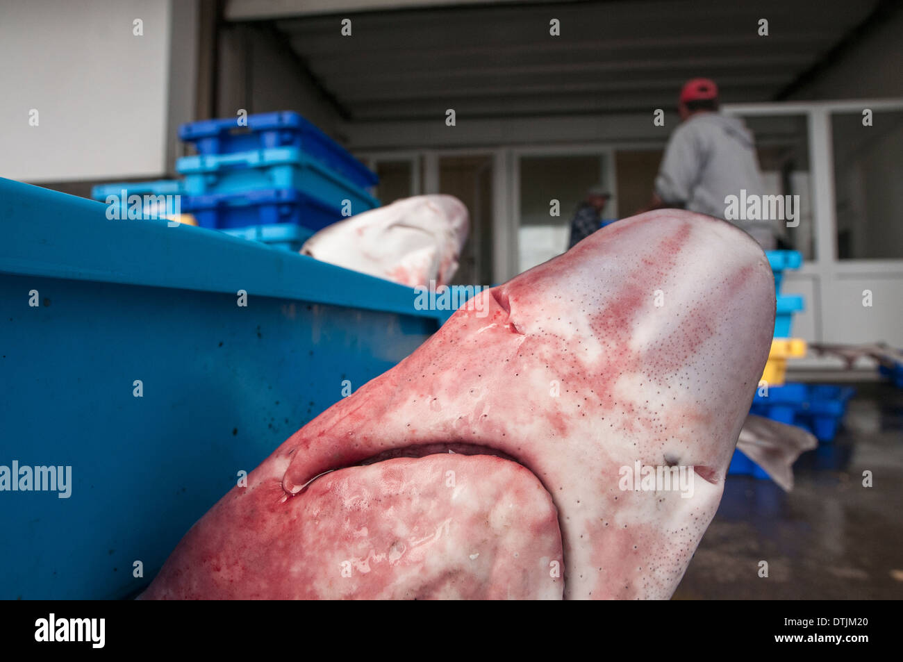Tope Haie off-loaded aus tiefem Wasser lange Reihe Fischerboot. Stockfoto