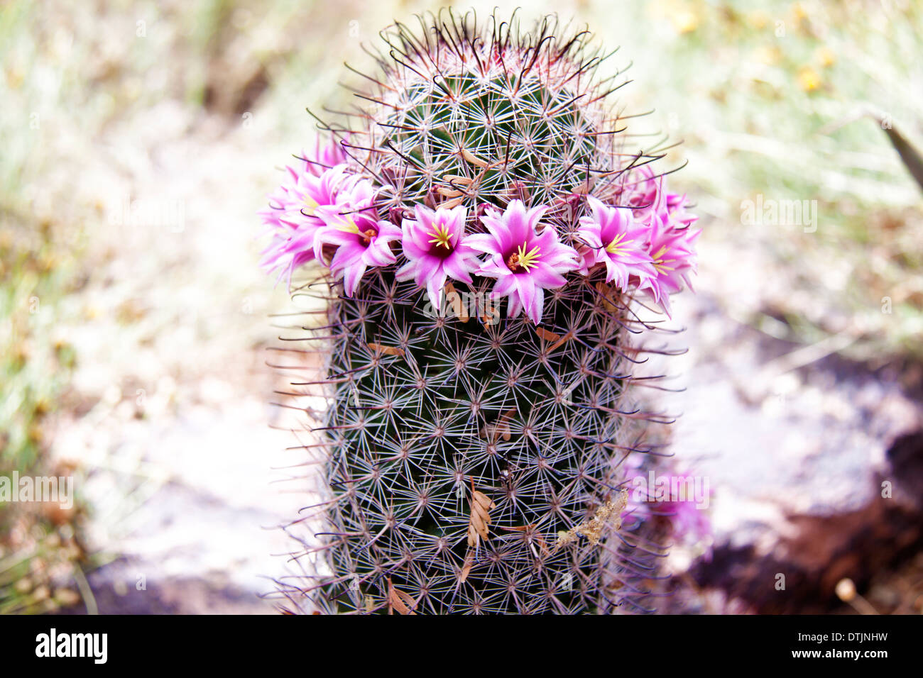 Kleinen Kaktus gefunden in Arizona mit eine schne rosarote Farbe Blumen  drauf, wenn es blht Stockfotografie - Alamy