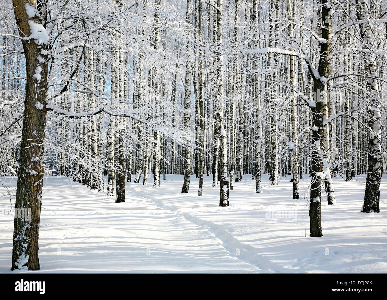 Ski-Abfahrt im sonnigen Winterwald Stockfoto