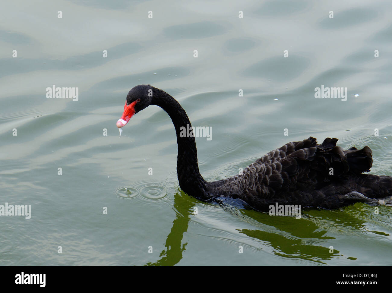 schöner schwarzer Schwan (Cygnus olor) ruht auf dem Wasser Stockfoto