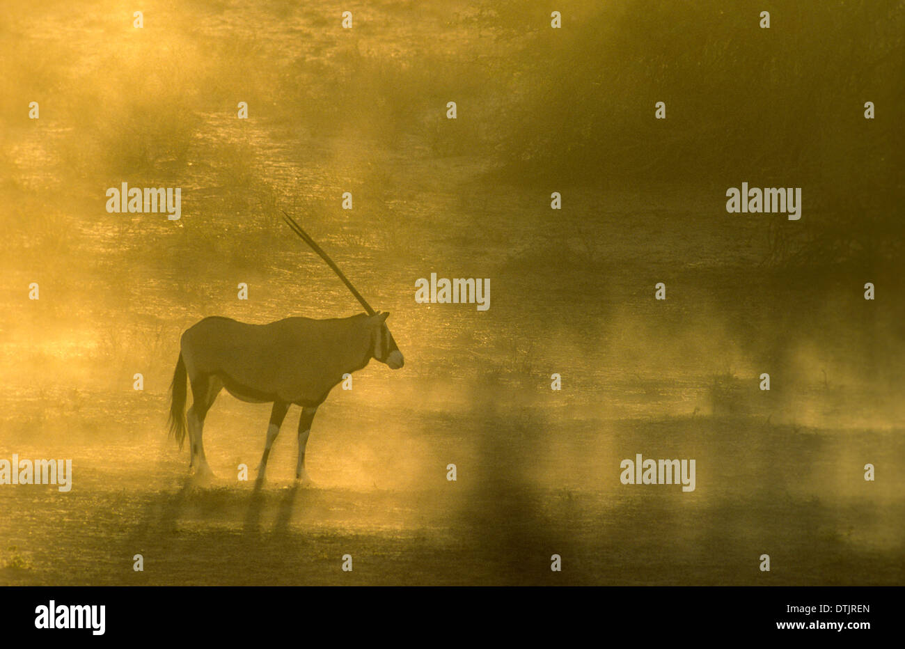 EINSAME ORYX IN DER KALAHARI-WÜSTE STAUB DES FRÜHEN MORGENS Stockfoto