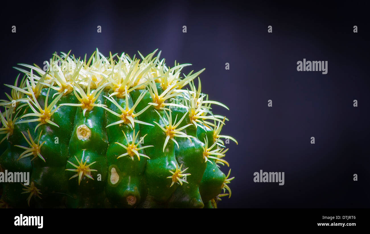 Echinocactus grusonii Stockfoto