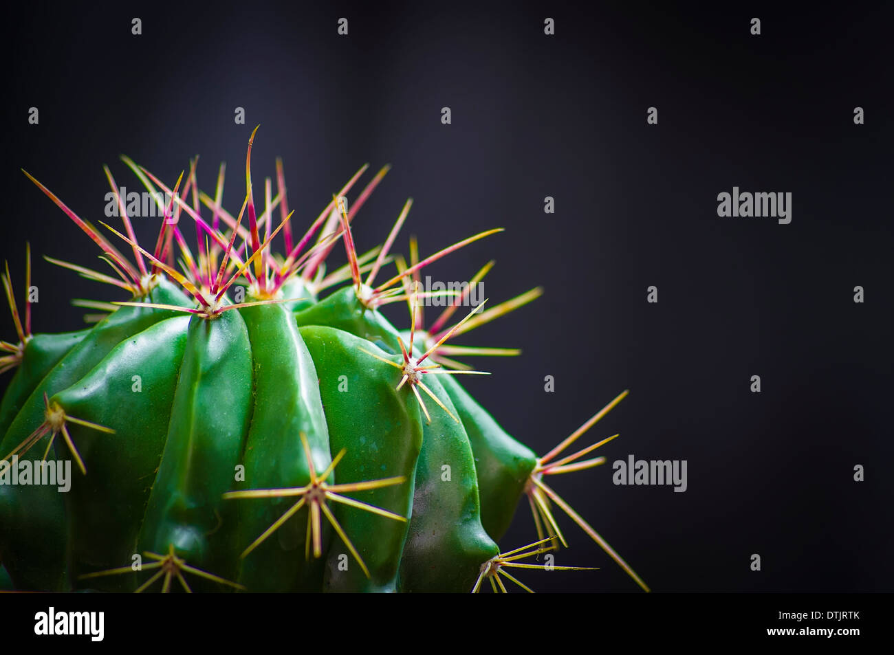 Ferocactus herrerae Stockfoto