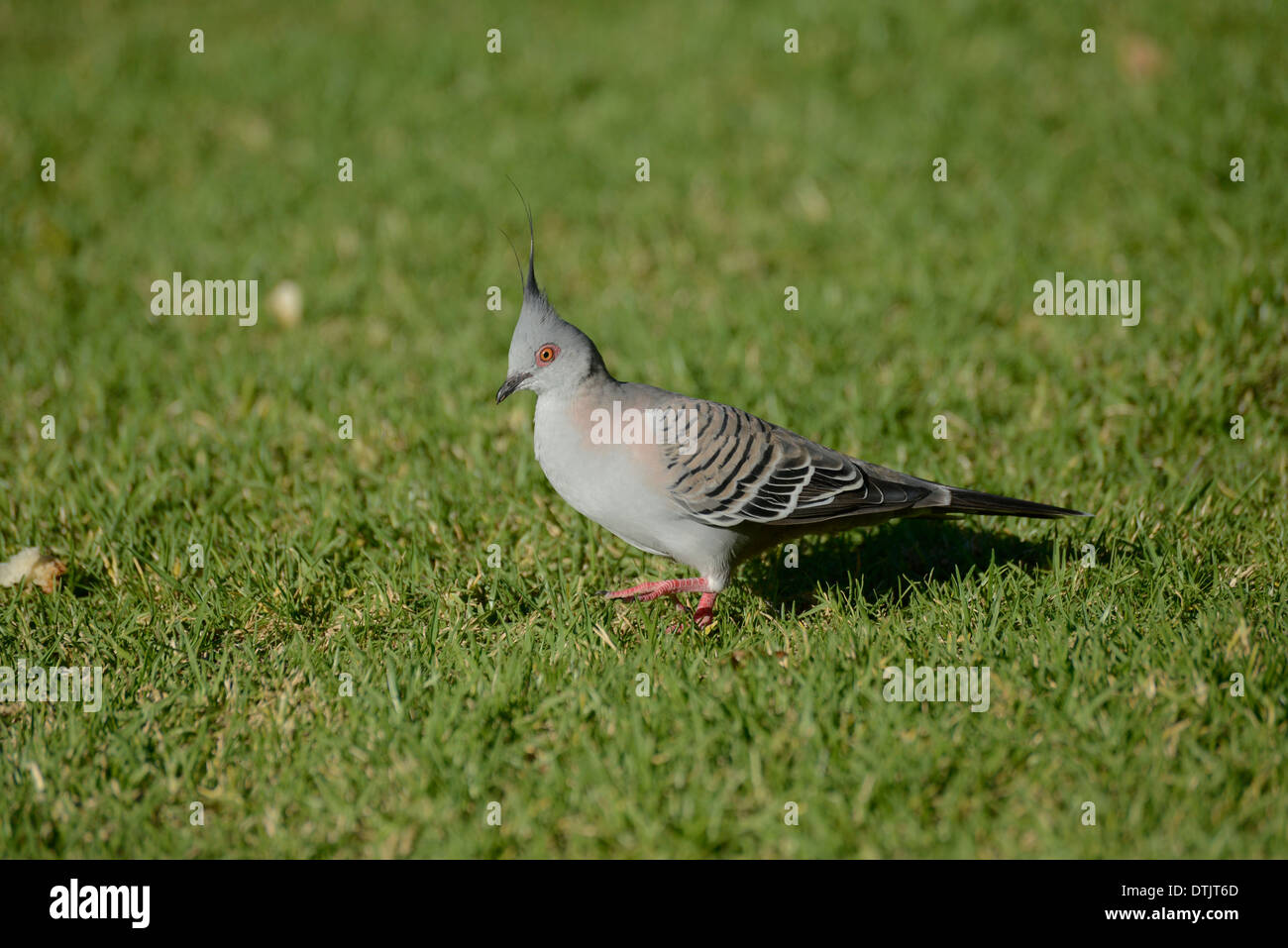 Crested Taube (Ocyphaps Lophotes) auf Nahrungssuche in einem Stadtpark Stockfoto