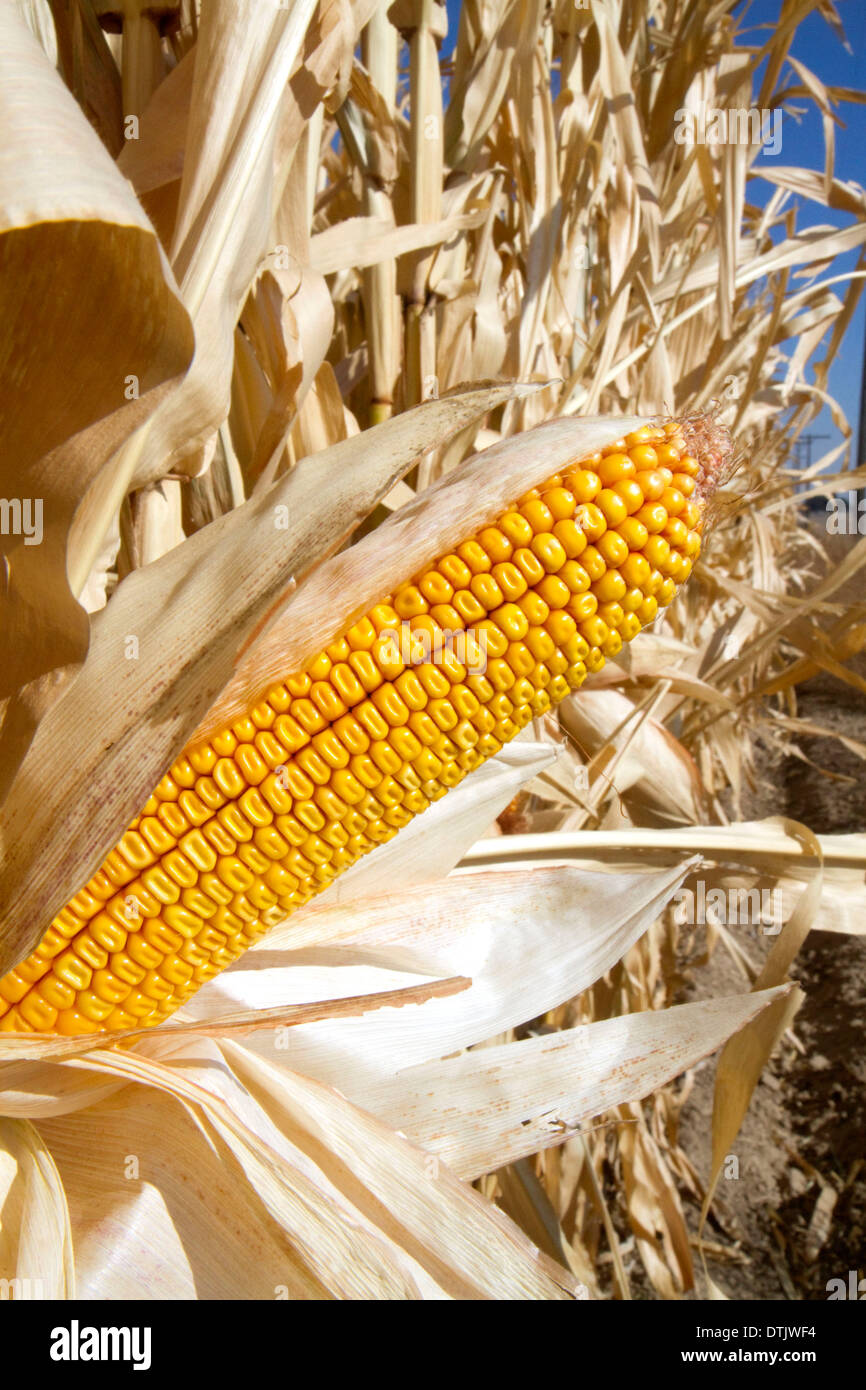 Eine Ernte der Reifen Dent Mais reif für die Ernte im Canyon County, Idaho, USA. Stockfoto