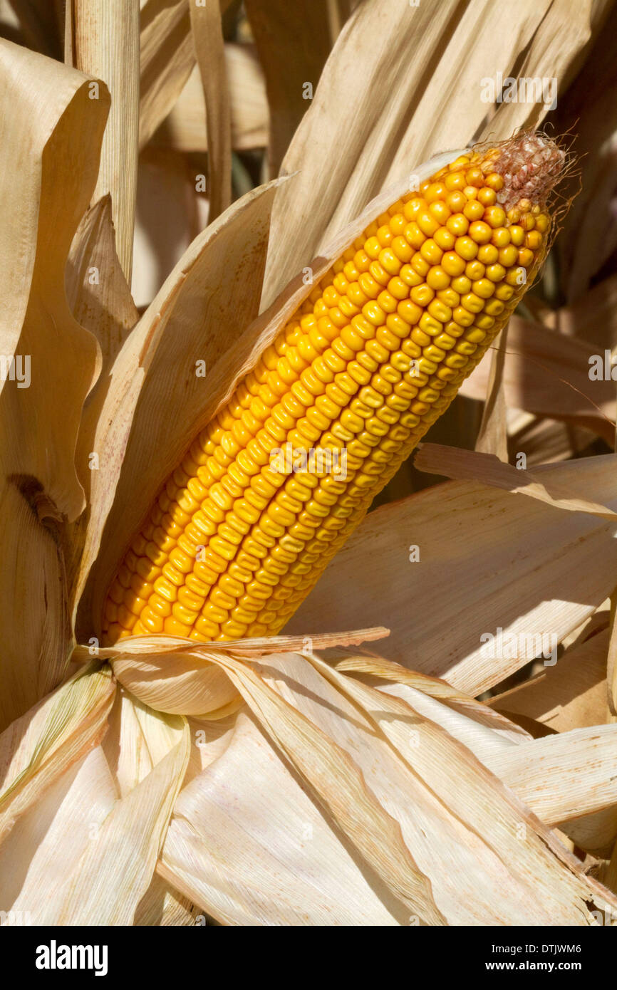 Eine Ernte der Reifen Dent Mais reif für die Ernte im Canyon County, Idaho, USA. Stockfoto