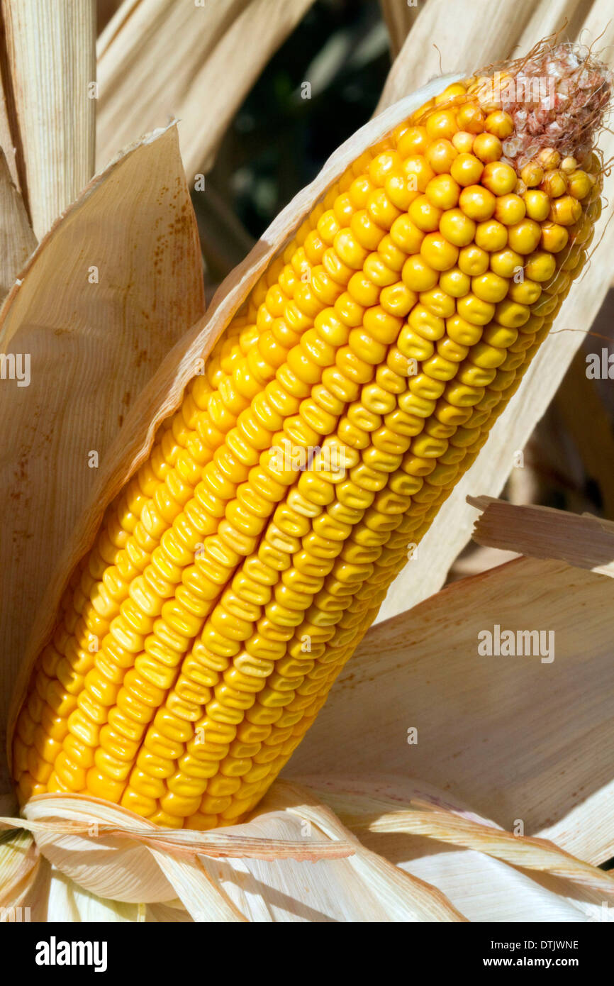 Eine Ernte der Reifen Dent Mais reif für die Ernte im Canyon County, Idaho, USA. Stockfoto