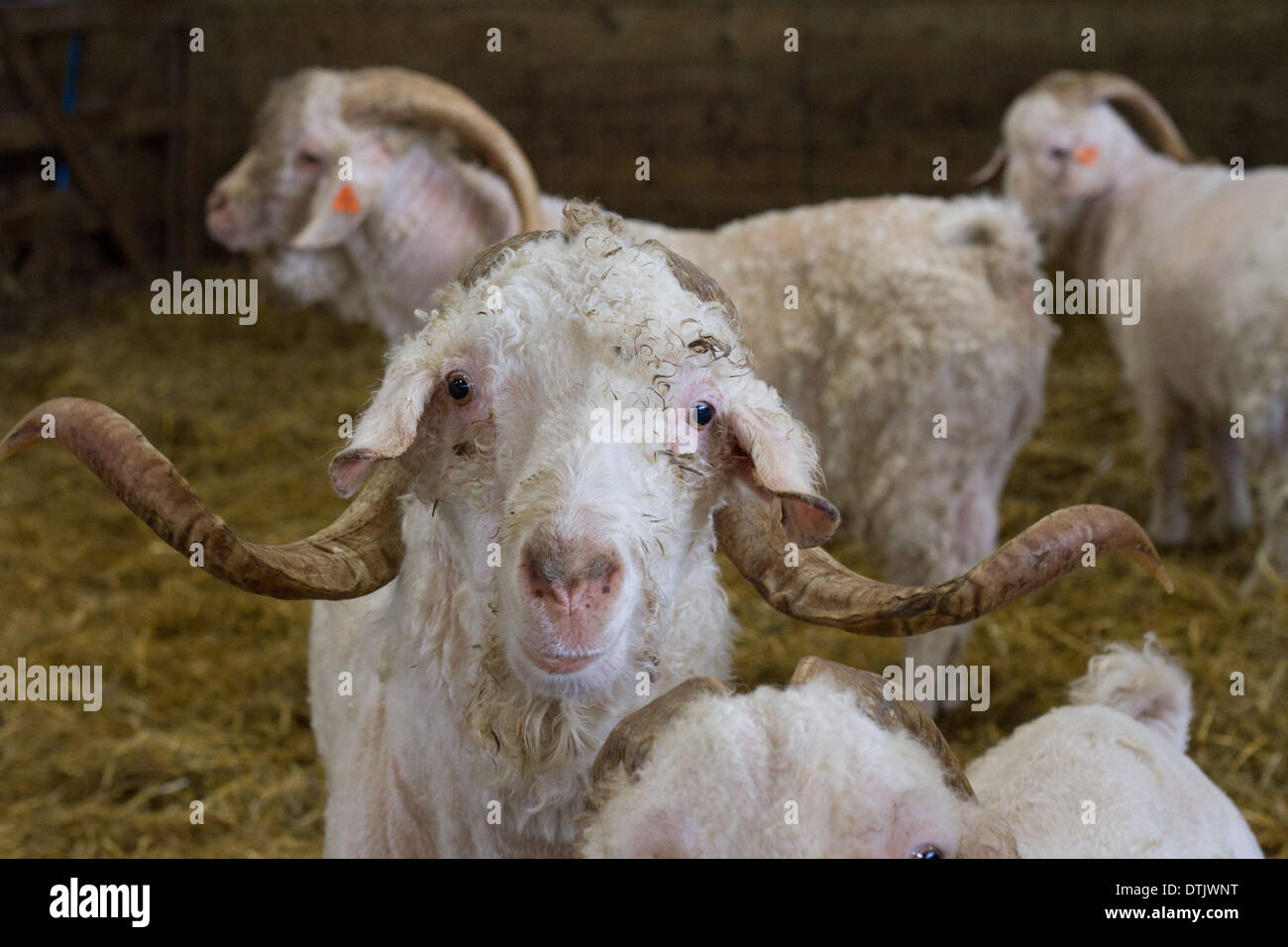 Rasierte männliche Puslinch Angora-Ziege Stockfoto