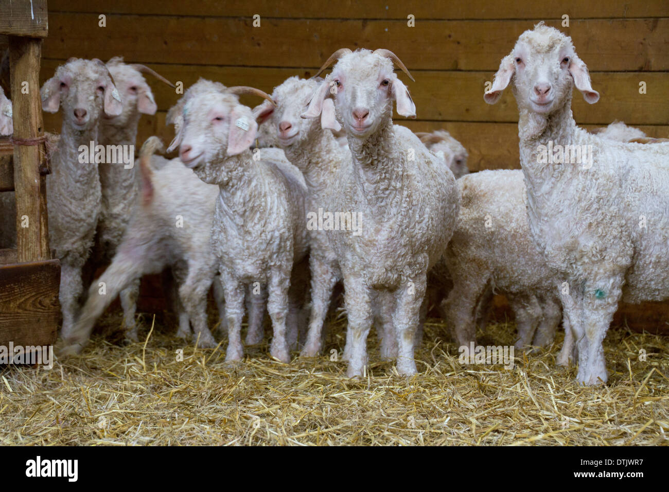 Angora-Ziegen Herde in einer Scheune, Yealmpton, Plymouth. Stockfoto