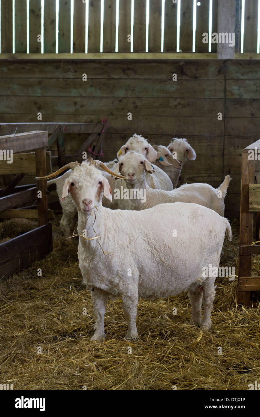Neugierige Angora-Ziegen in einer Scheune, Plymouth. Stockfoto