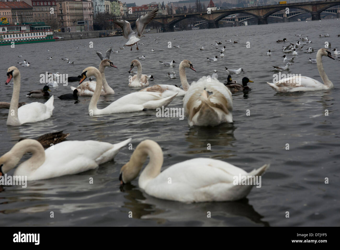 Enten und Schwäne den Vltava Fluss im Zentrum von Prag. Die Moldau ist der längste Fluss in Tschechien, Tschechische Hauptstadt Kluft Stockfoto