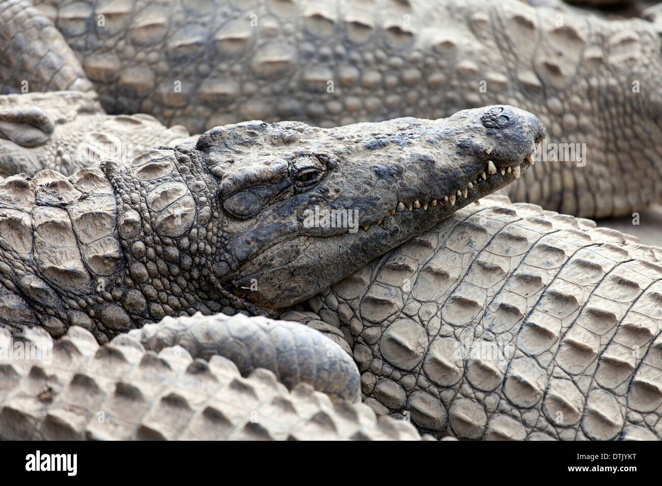 Krokodile auf Antananarivo Crocodile Farm Stockfoto