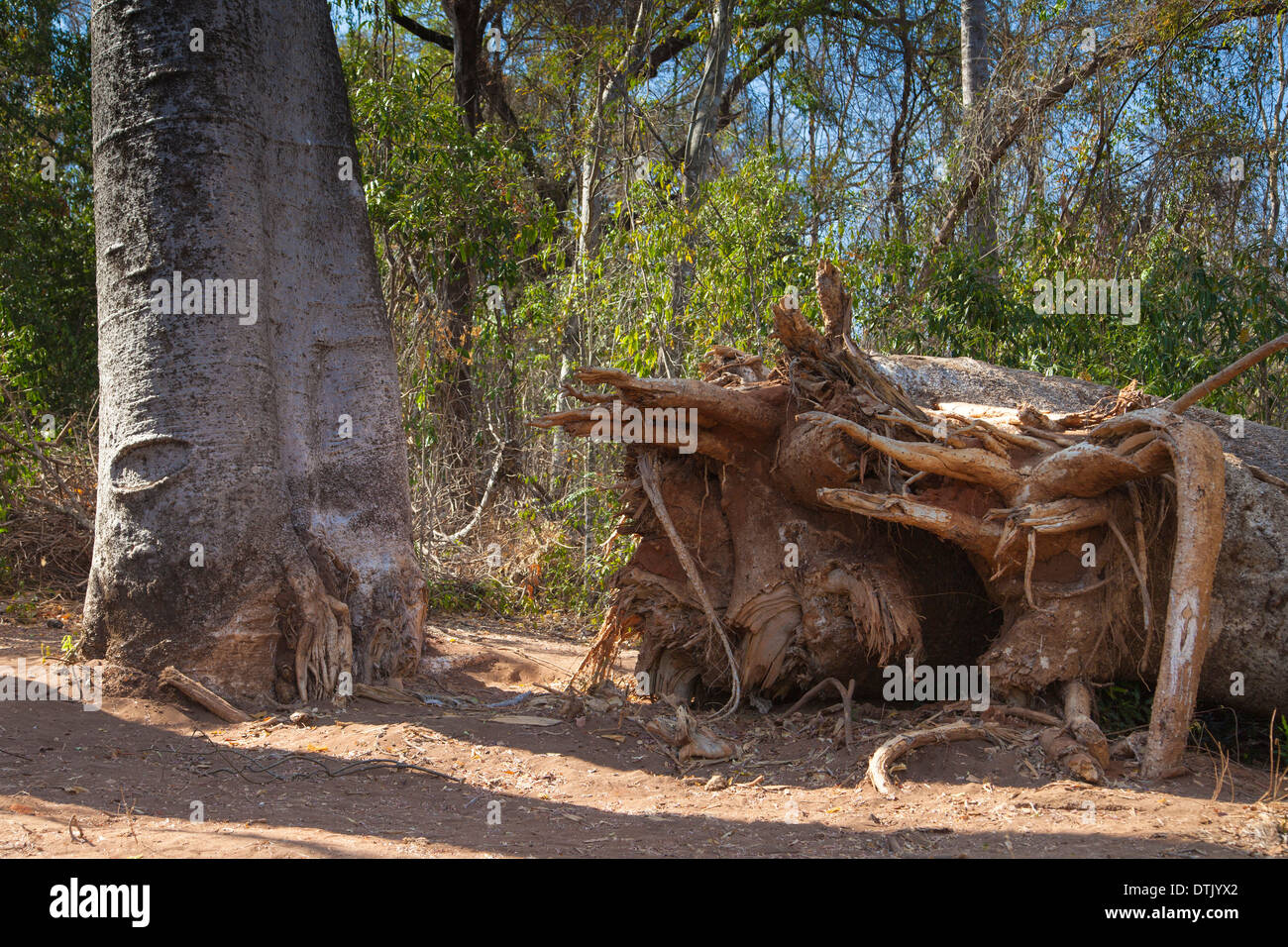 Ankarafantsika Nationalpark Stockfoto