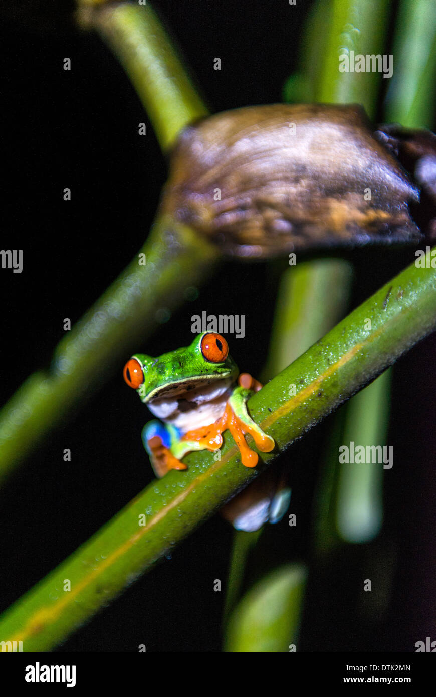 Die roten Augen Laubfrosch Agalychnis Callidryas Monteverde Costa Rica Stockfoto