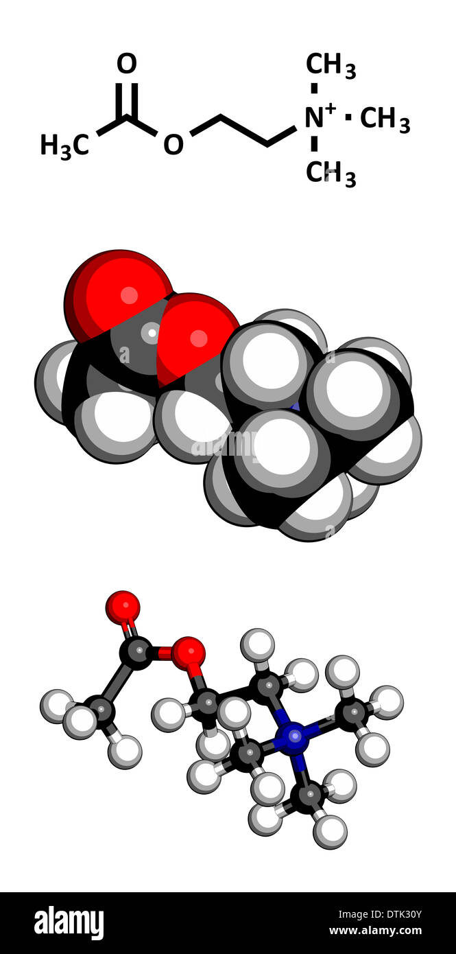 Neurotransmitter Acetylcholin (ACh)-Molekül. Stockfoto