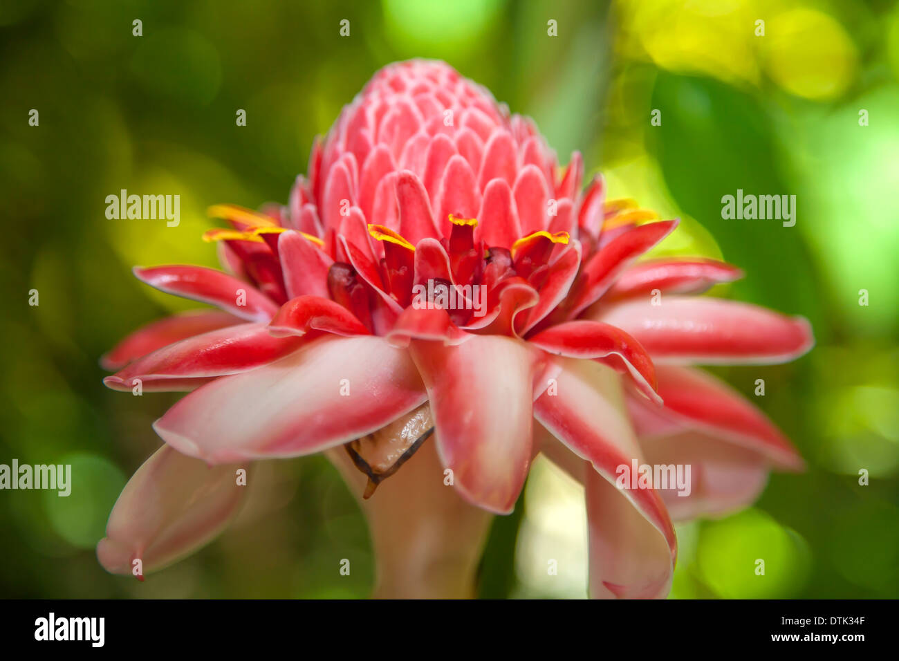 Tropische Blumen in Diamond Botanical Gardens, St. Lucia in der Karibik Stockfoto