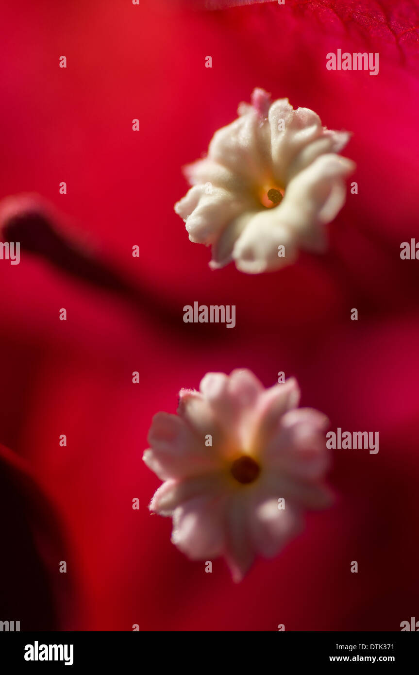 Bougainvillea-Blüten Stockfoto