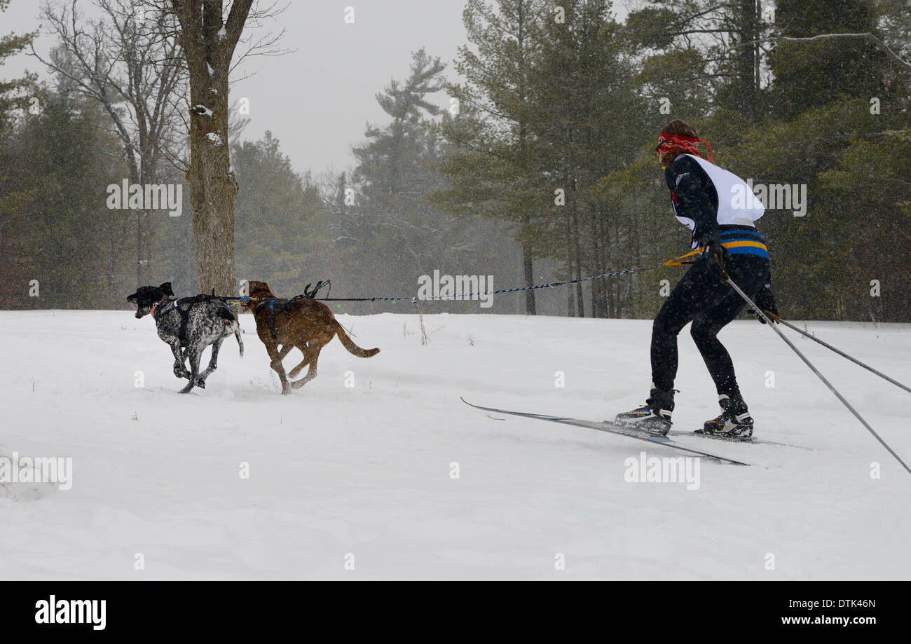 Weibliche Racer von hinten in ein skijöring Event mit zwei Hunden in einem Winter Schneesturm mühltroff Ontario ziehen snofest Stockfoto