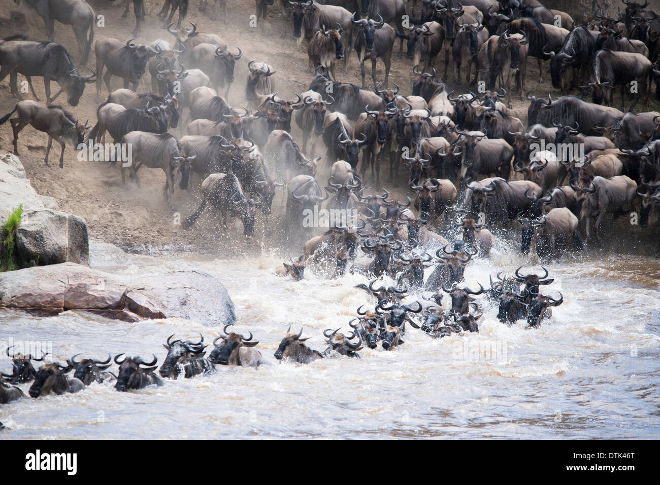 Hunderte von Gnus durchqueren den Mara River während der Völkerwanderung, Stockfoto