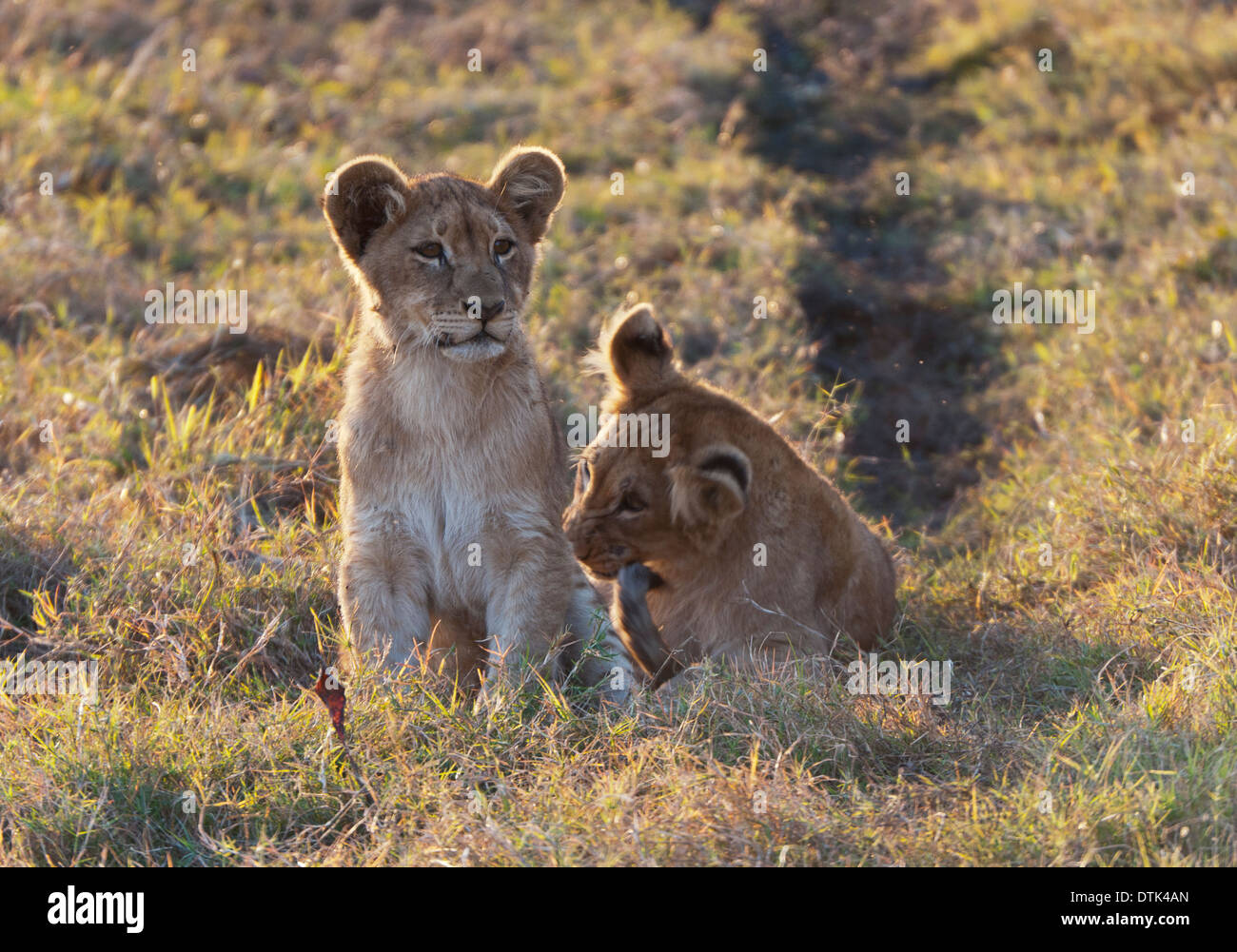 Zwei Löwenbabys im Rasen Stockfoto