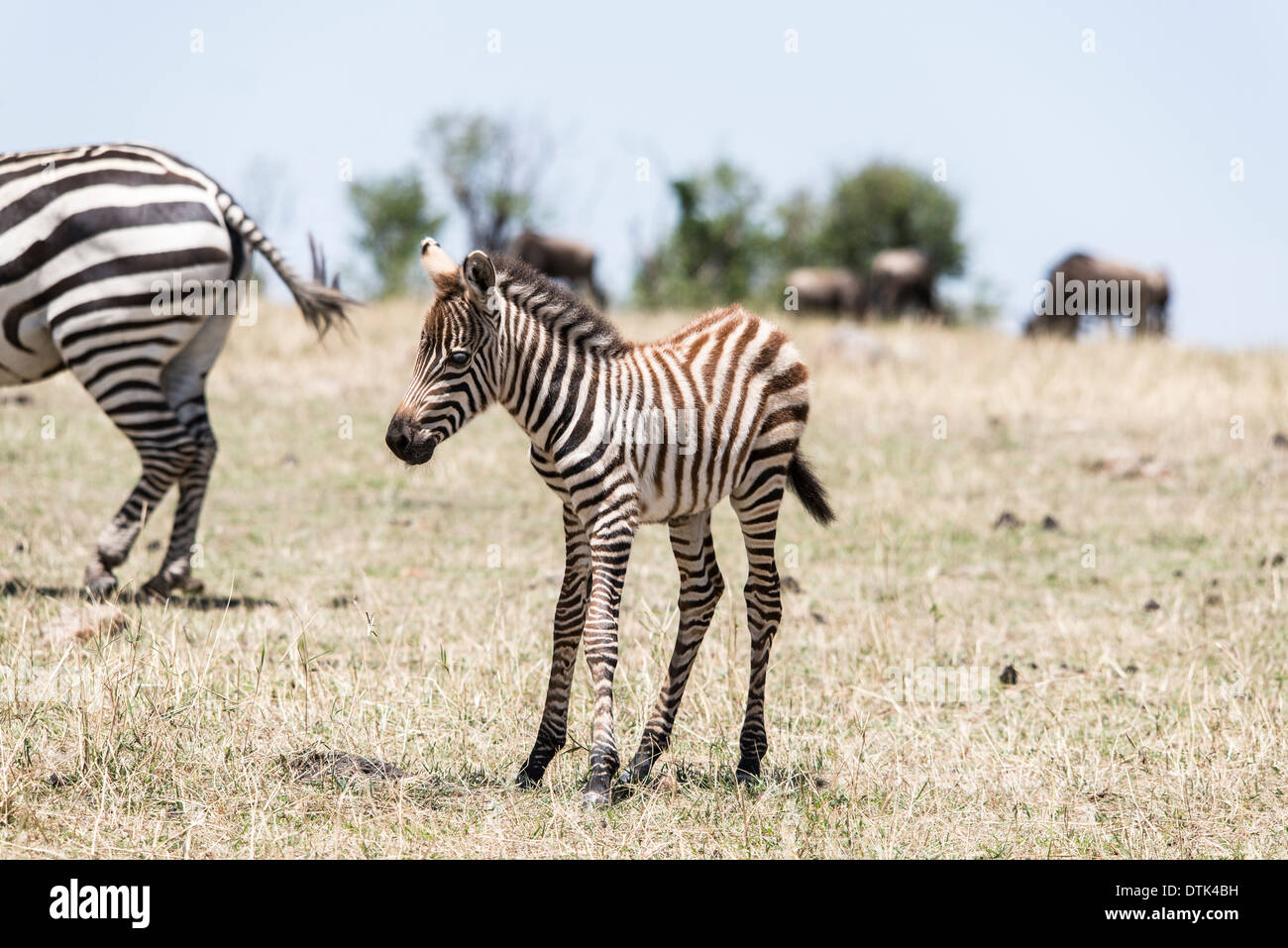 Baby Zebra und Mutter während der Migration in der Serengeti National Park Stockfoto