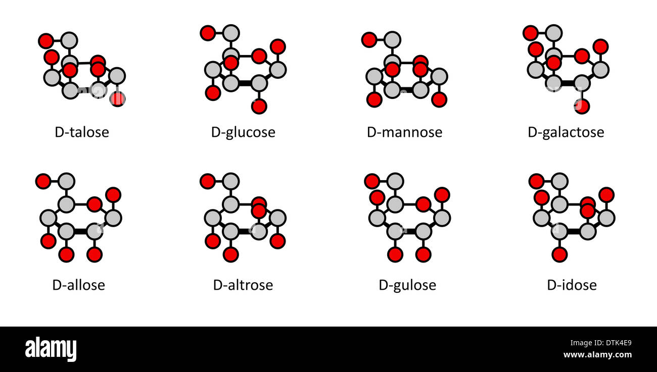 D-Aldohexose Zucker: Allose, Altrose, Glucose, Mannose, Gulose, Idose, Galactose, Talose. Haworth-wie Projektionen. Stockfoto