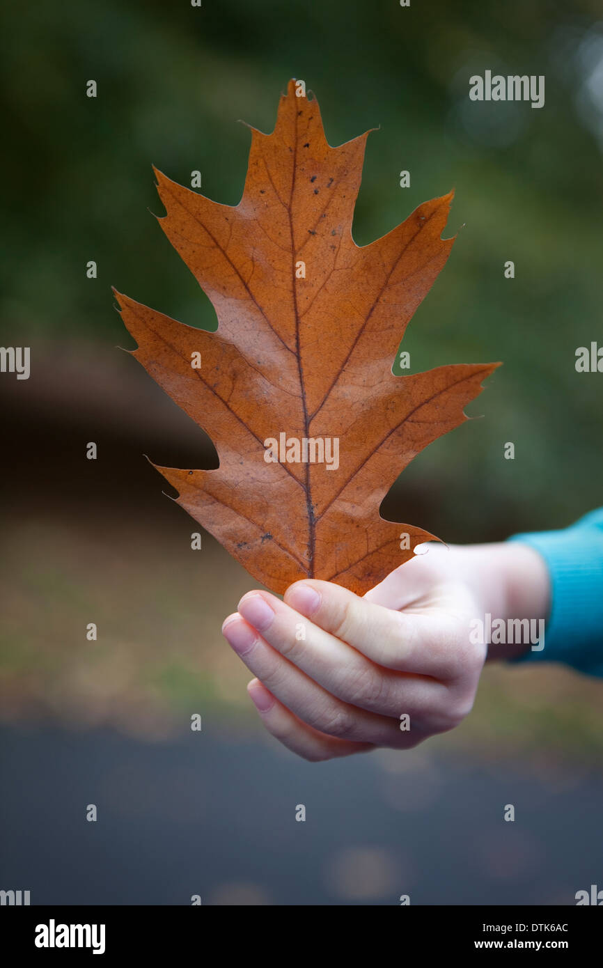 Einzelne braune Eichenblatt im Herbst in ein Kind an der Hand gehalten. Stockfoto