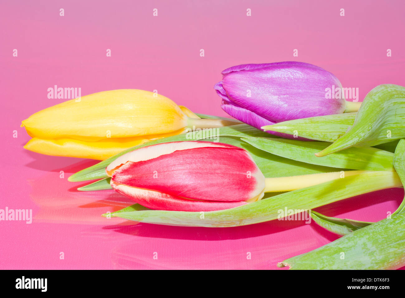 Bouquet von roten gelbe und violette Tulpen auf rosa Hintergrund Stockfoto