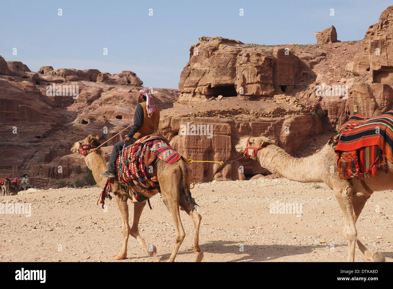 Beduinen Mann einem Kamel reiten und führt ein weiteres Kamel in Petra Jordanien ein UNESCO-Weltkulturerbe Stockfoto