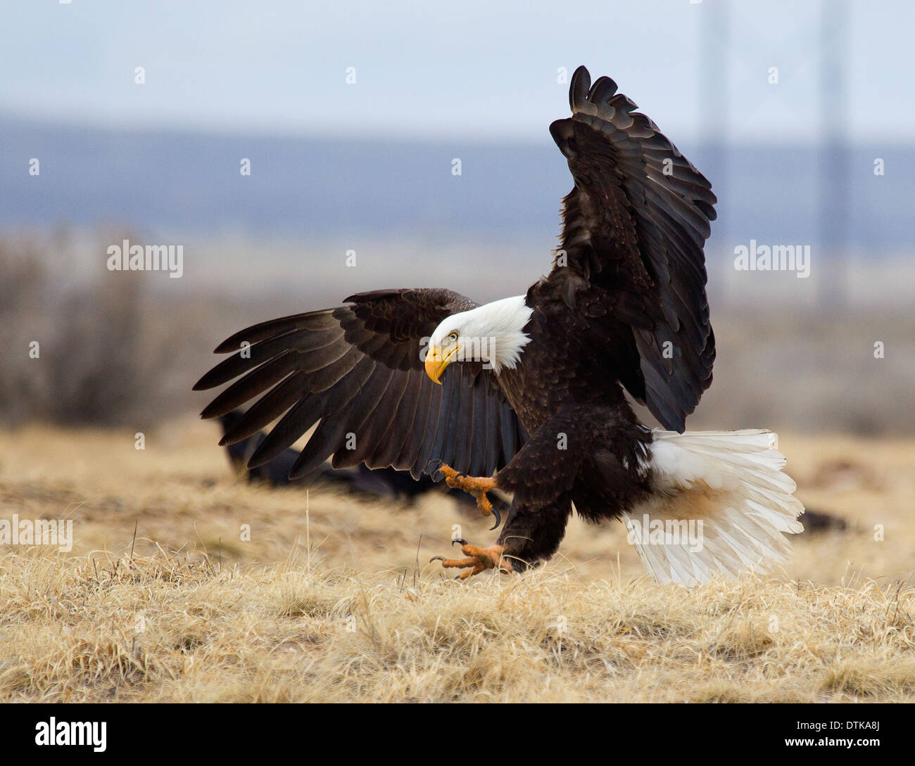 Adult Weißkopfseeadler Landung Stockfoto