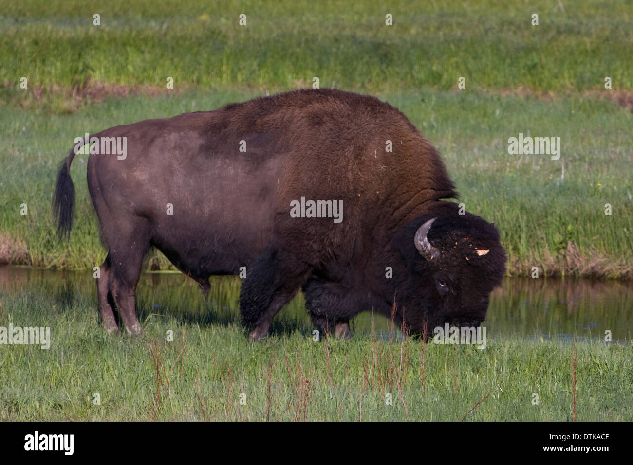 Ein Bison in einem Feld in der Nähe von Norris im Yellowstone-Nationalpark, Wyoming. Stockfoto