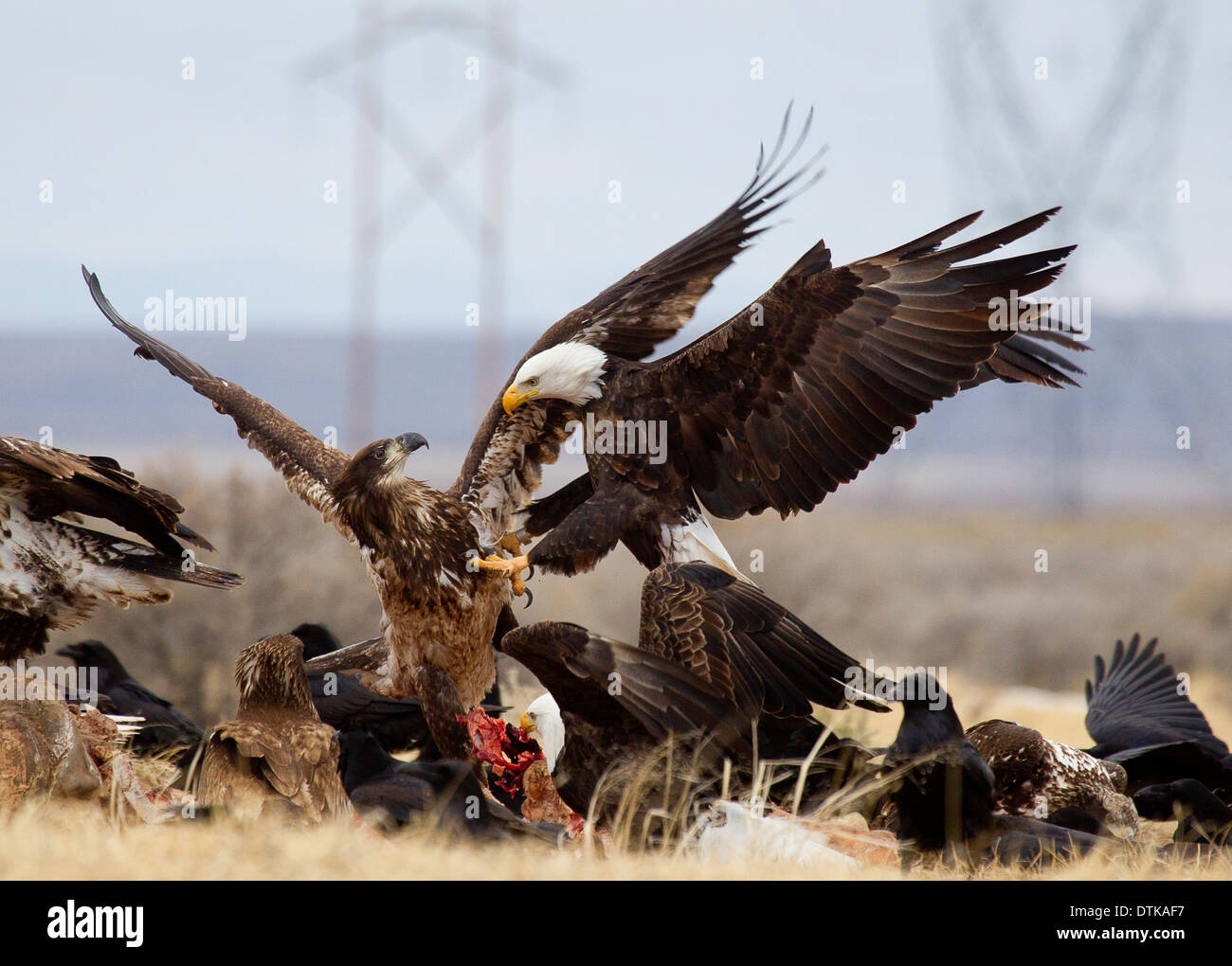 Weißkopf-Seeadler kämpfen Stockfoto