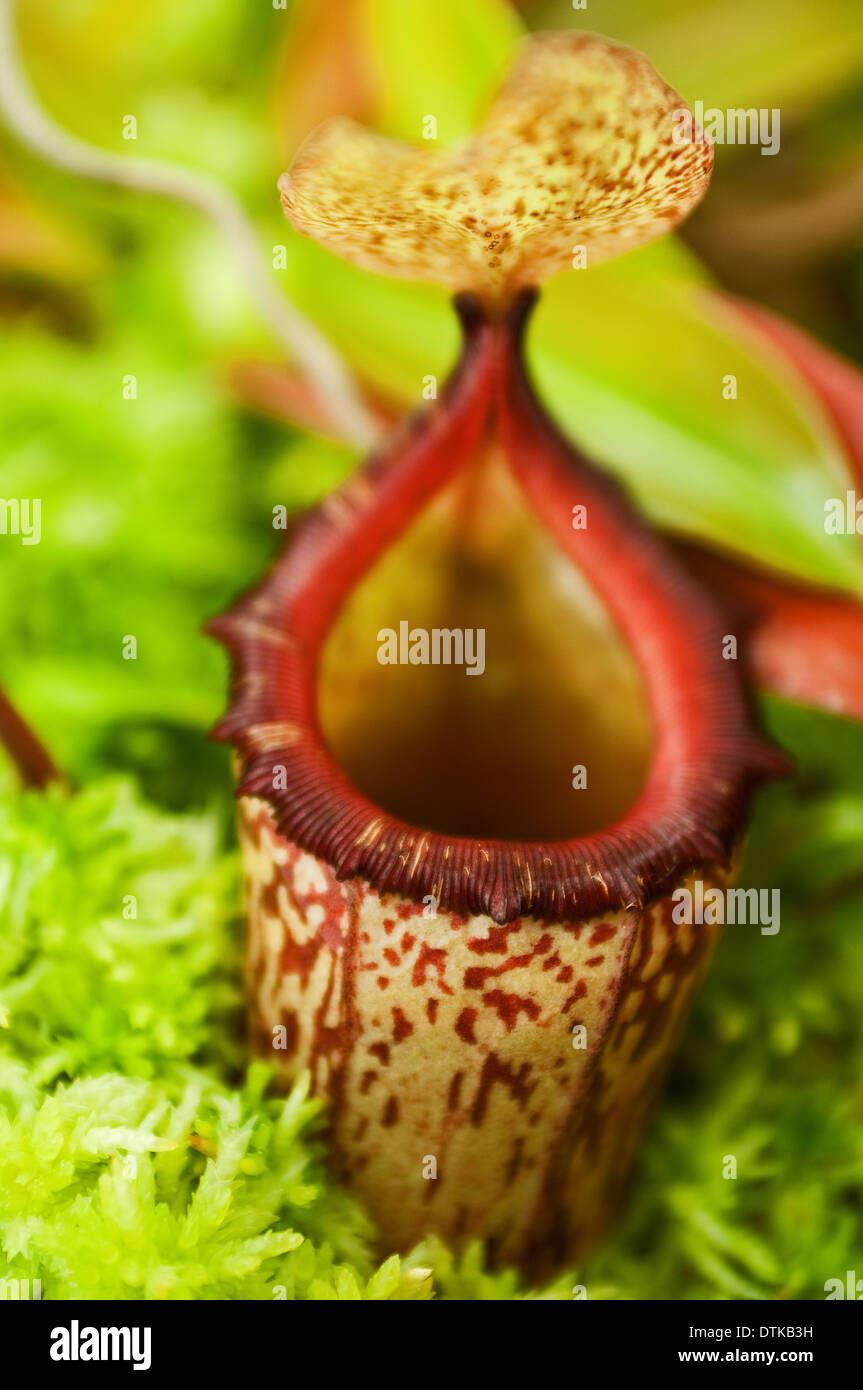 Nahaufnahme von einer tropische Kannenpflanze Nepenthes Stockfoto