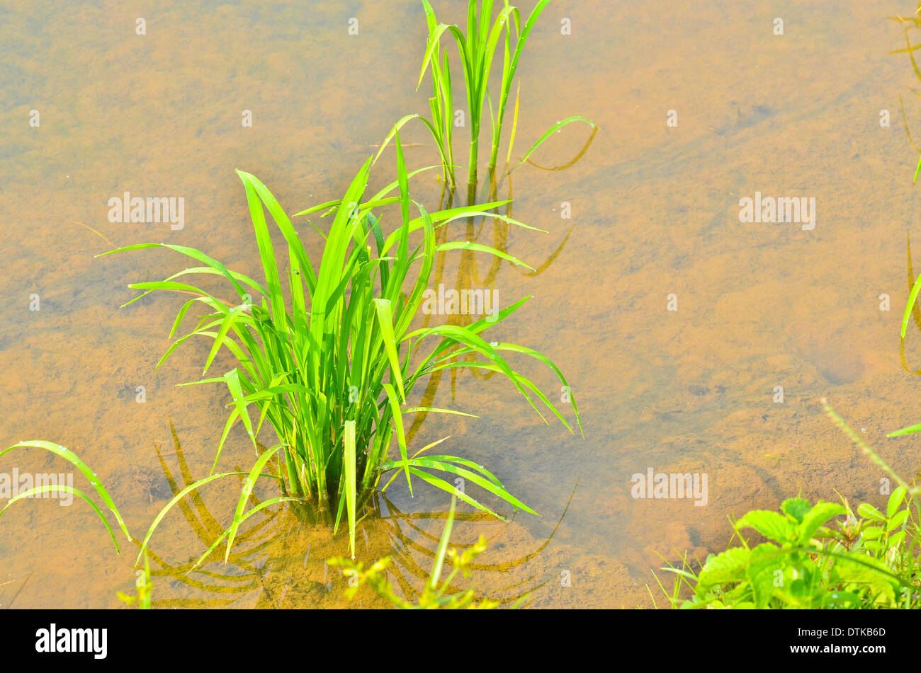 weichen Reis wachsen in Feld Stockfoto