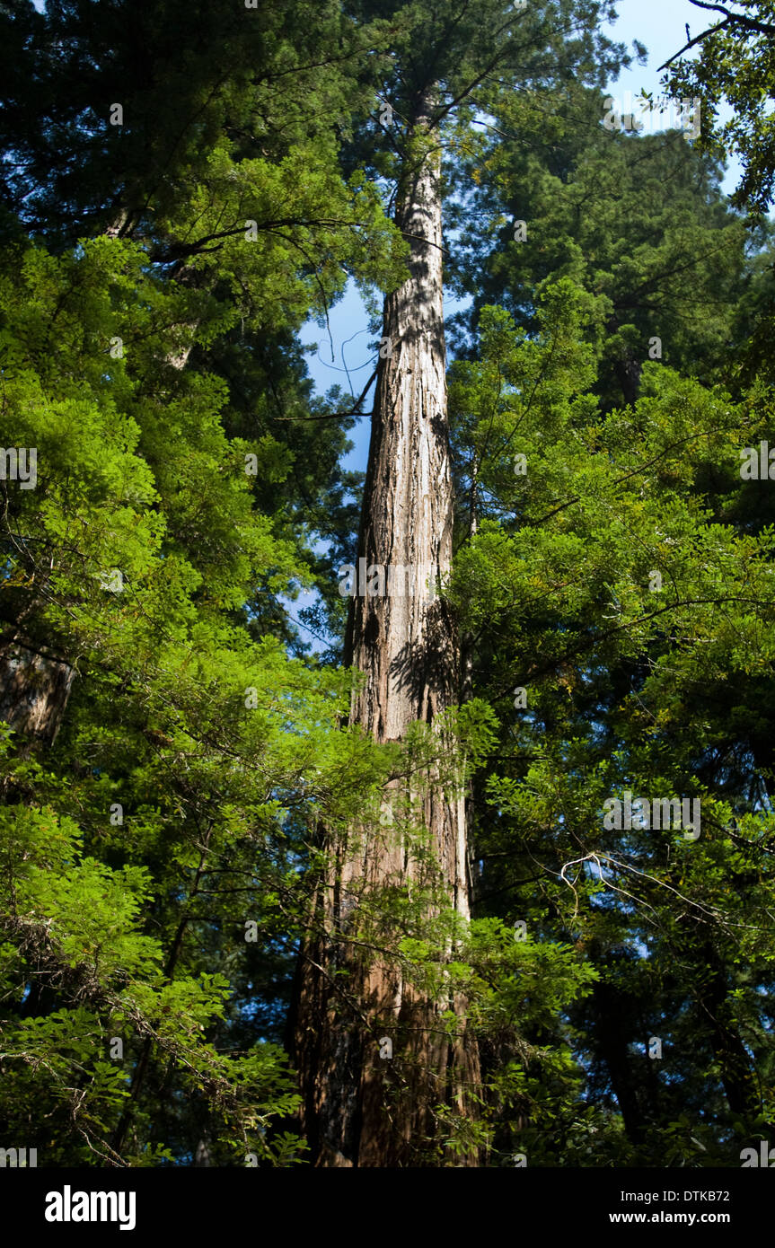 Coastal Redwood-Bäume in Nordkalifornien Armstrong State Park Stockfoto