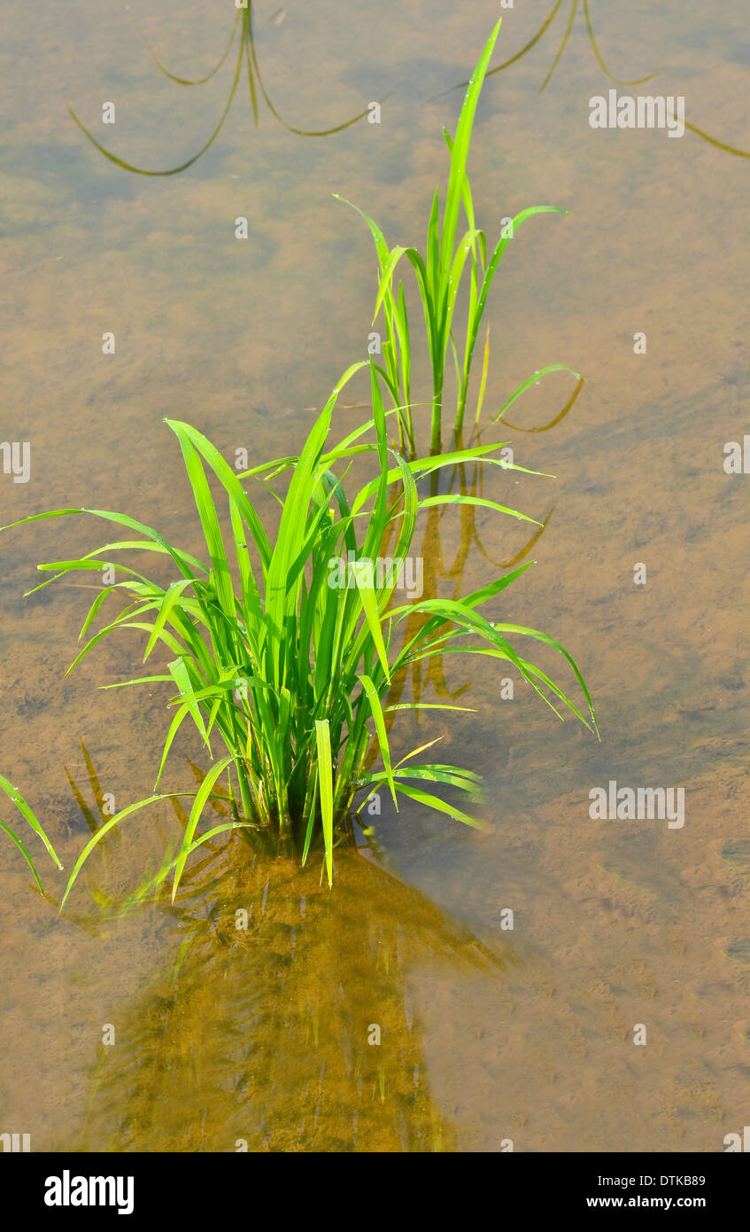 weichen Reis wachsen in Feld Stockfoto
