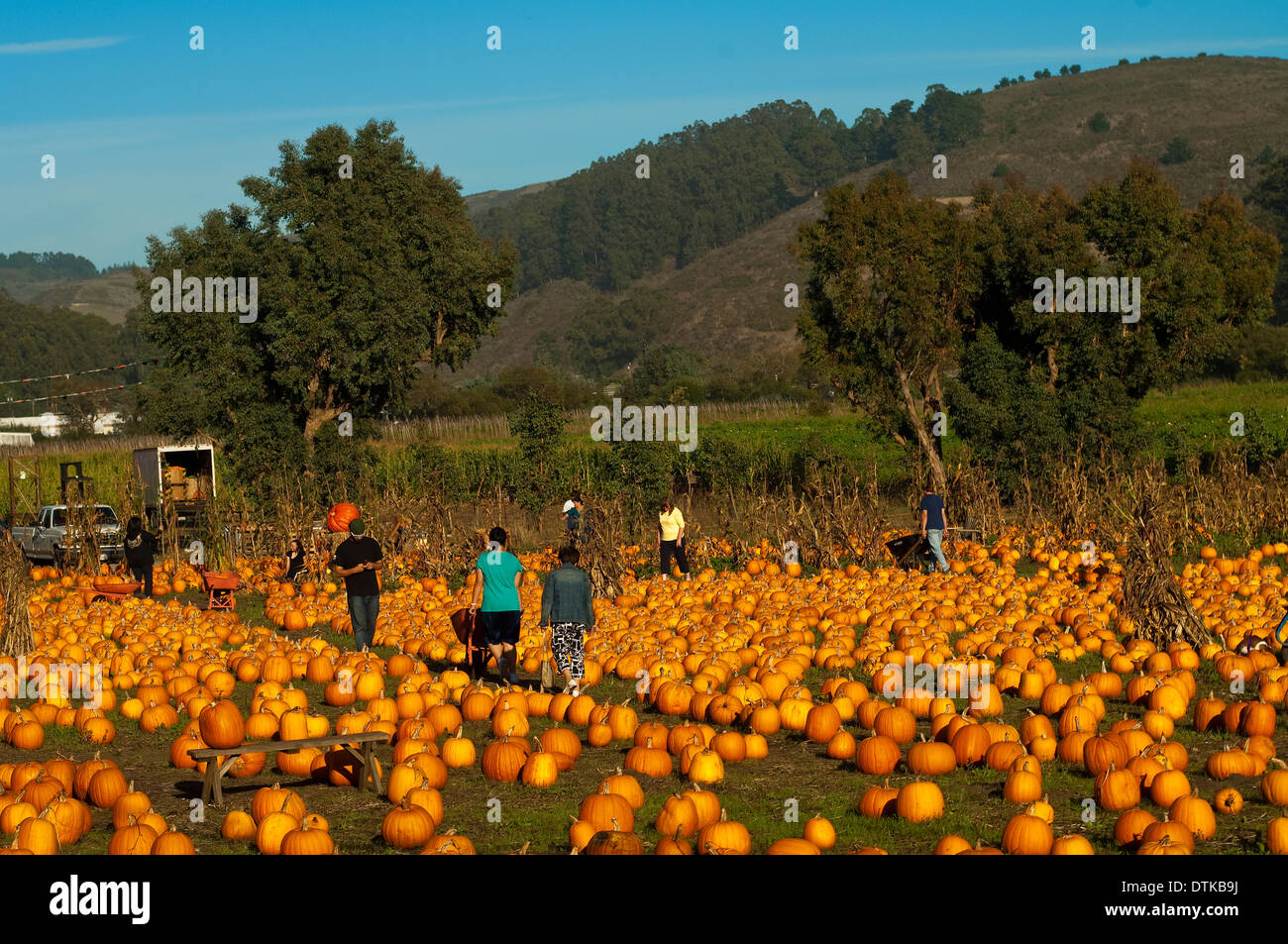 Menschen bei einem Kürbisfeld in Nordkalifornien Stockfoto