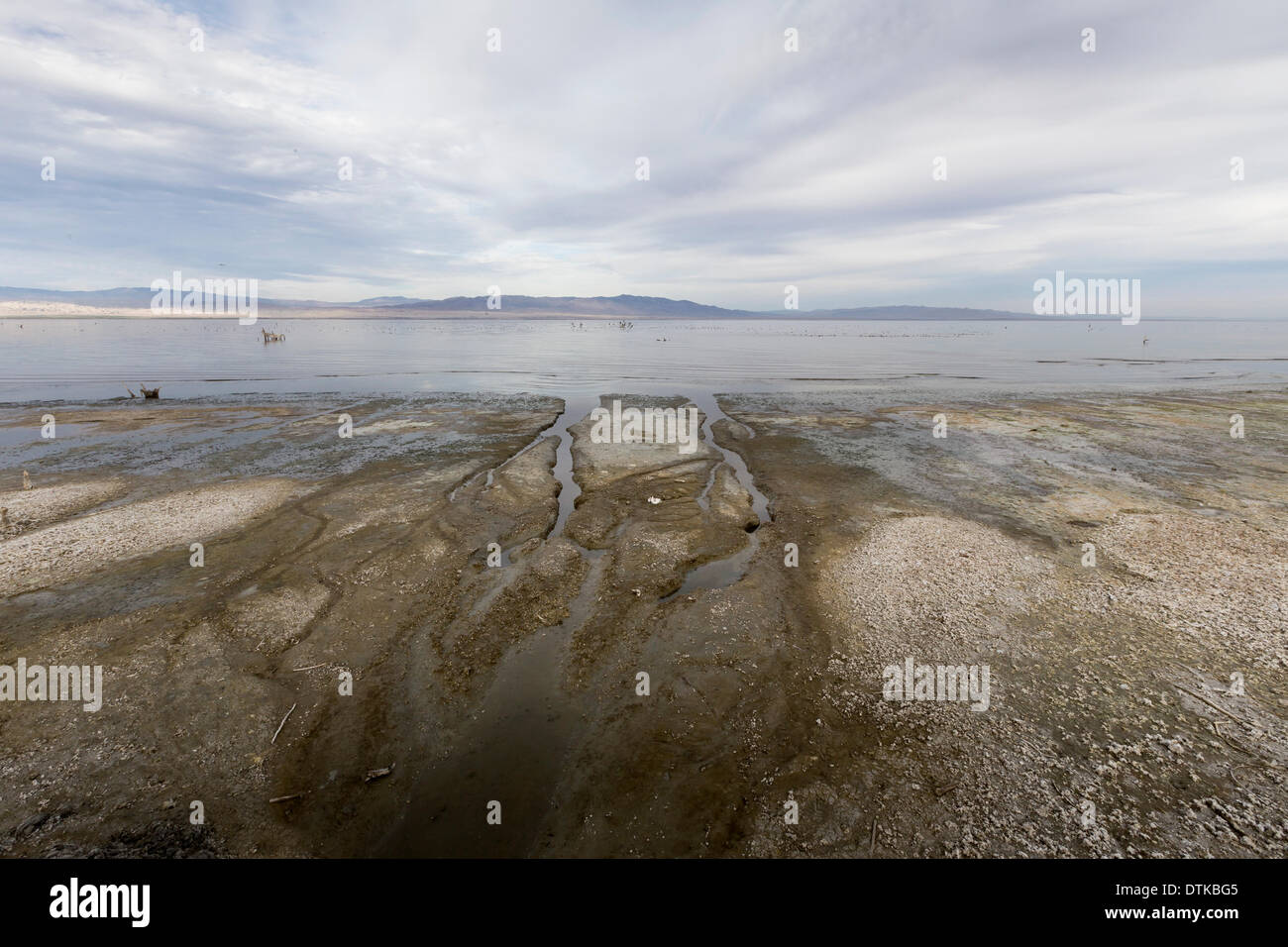 Salton City, CA, USA. 18. Februar 2014. The Salton Sea in Imperial Valley, Kalifornien ist die Trocknung, hinterlässt gebrochene Salinen und gefährden Gesundheit durch Pestizide und andere Gifte in den Wind aussetzen. Bildnachweis: Scott London/Alamy Live-Nachrichten Stockfoto