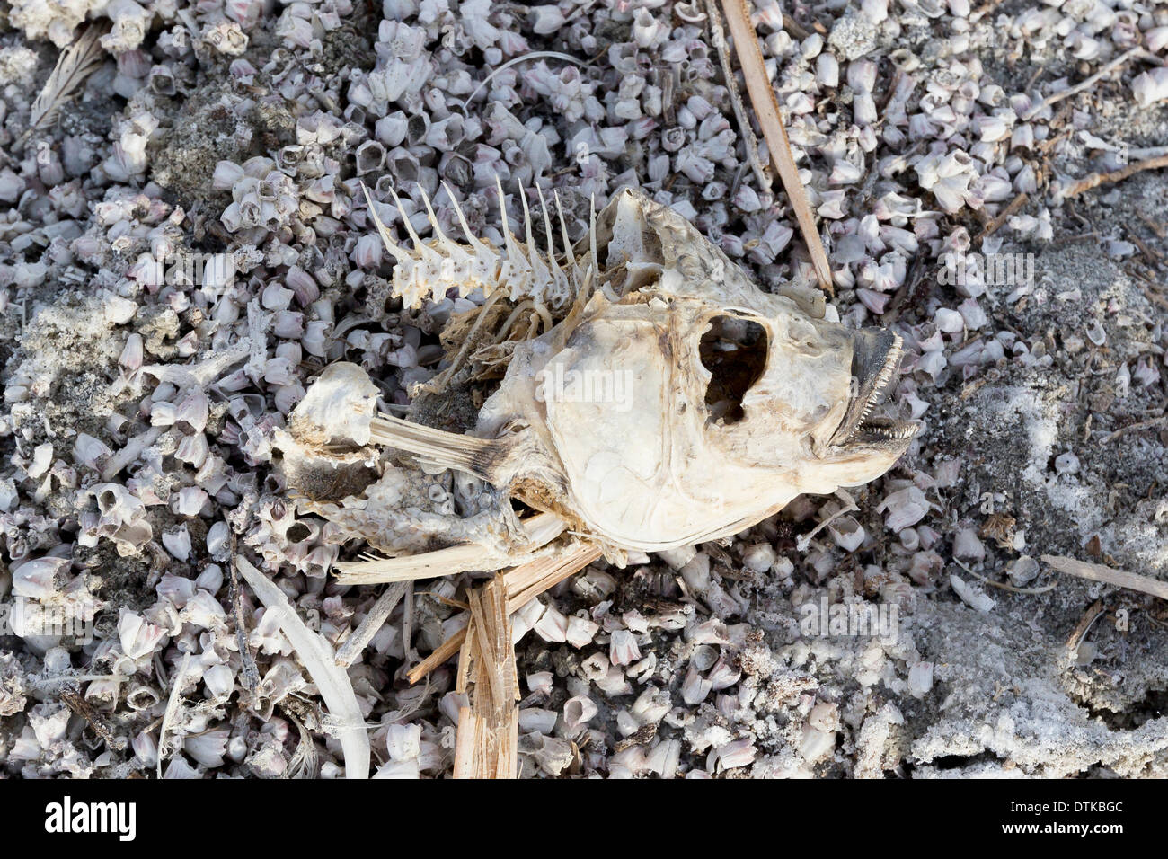 Salton City, CA, USA. 18. Februar 2014. Die Überreste der Toten Tilapia am Ufer des Salton Sea, Kaliforniens größte Binnengewässer, die mit einer alarmierenden Rate Austrocknen ist. Bildnachweis: Scott London/Alamy Live-Nachrichten Stockfoto
