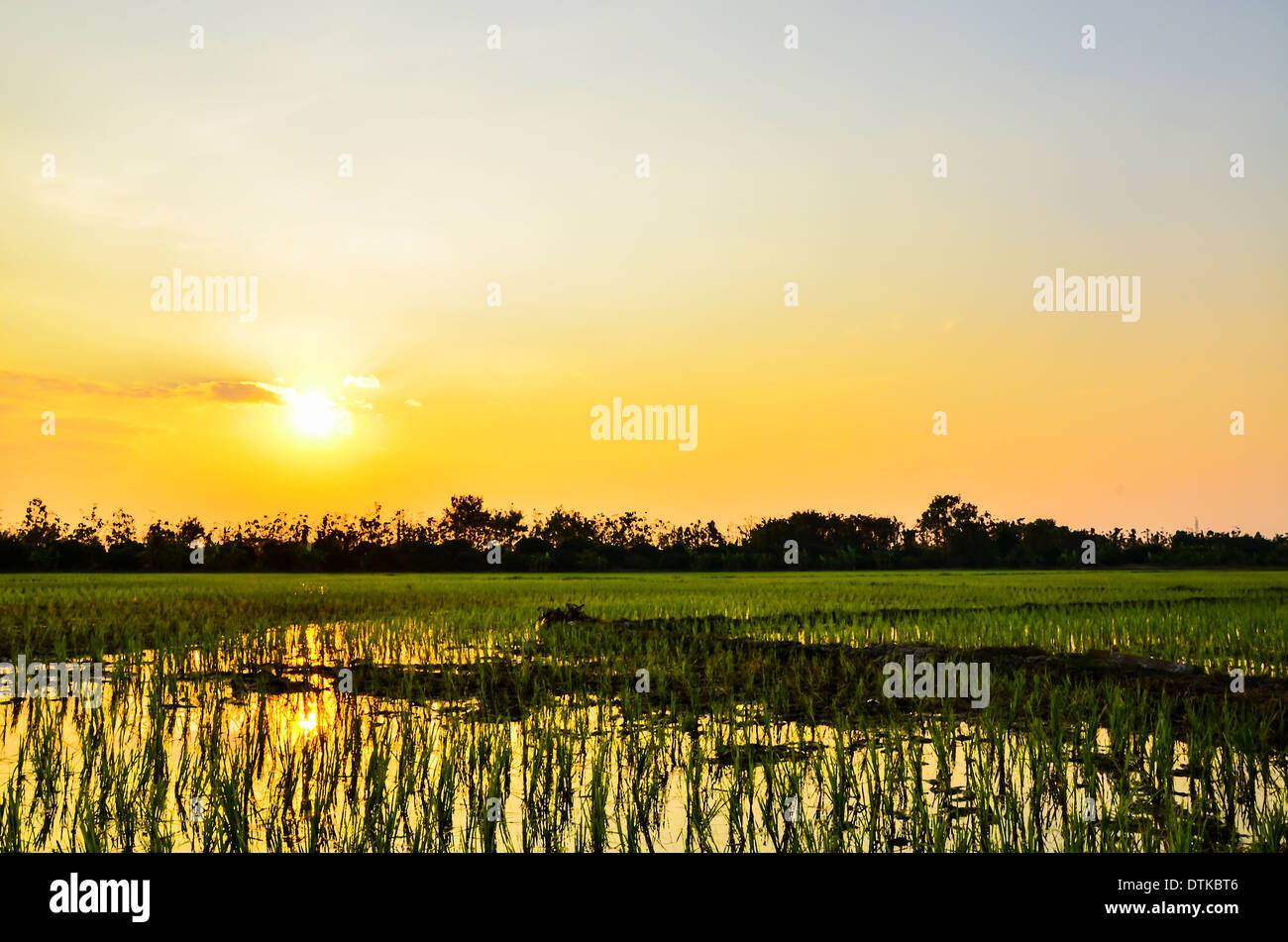 Sonnenuntergang Feld Stockfoto