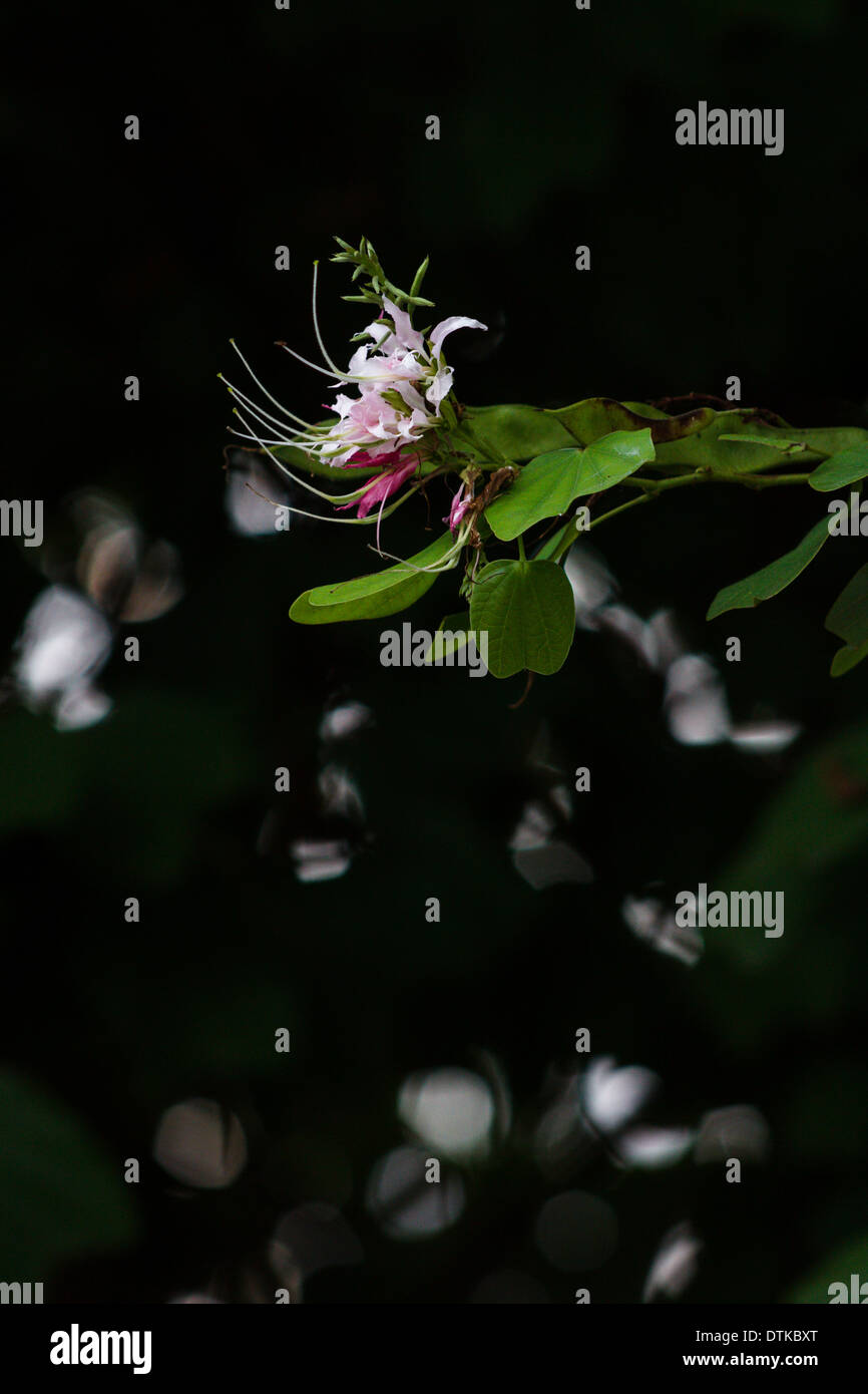 Bauhinia maculata Stockfoto