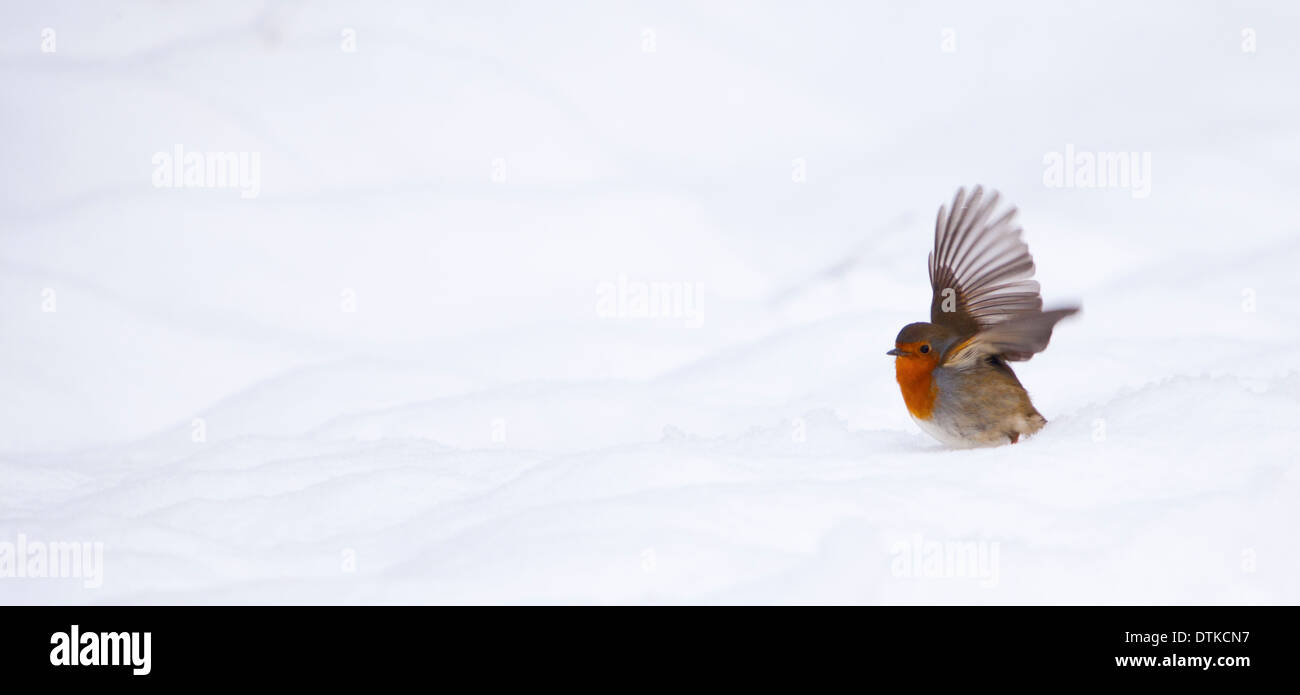 Robin in verschneiter Landschaft fliegen Stockfoto