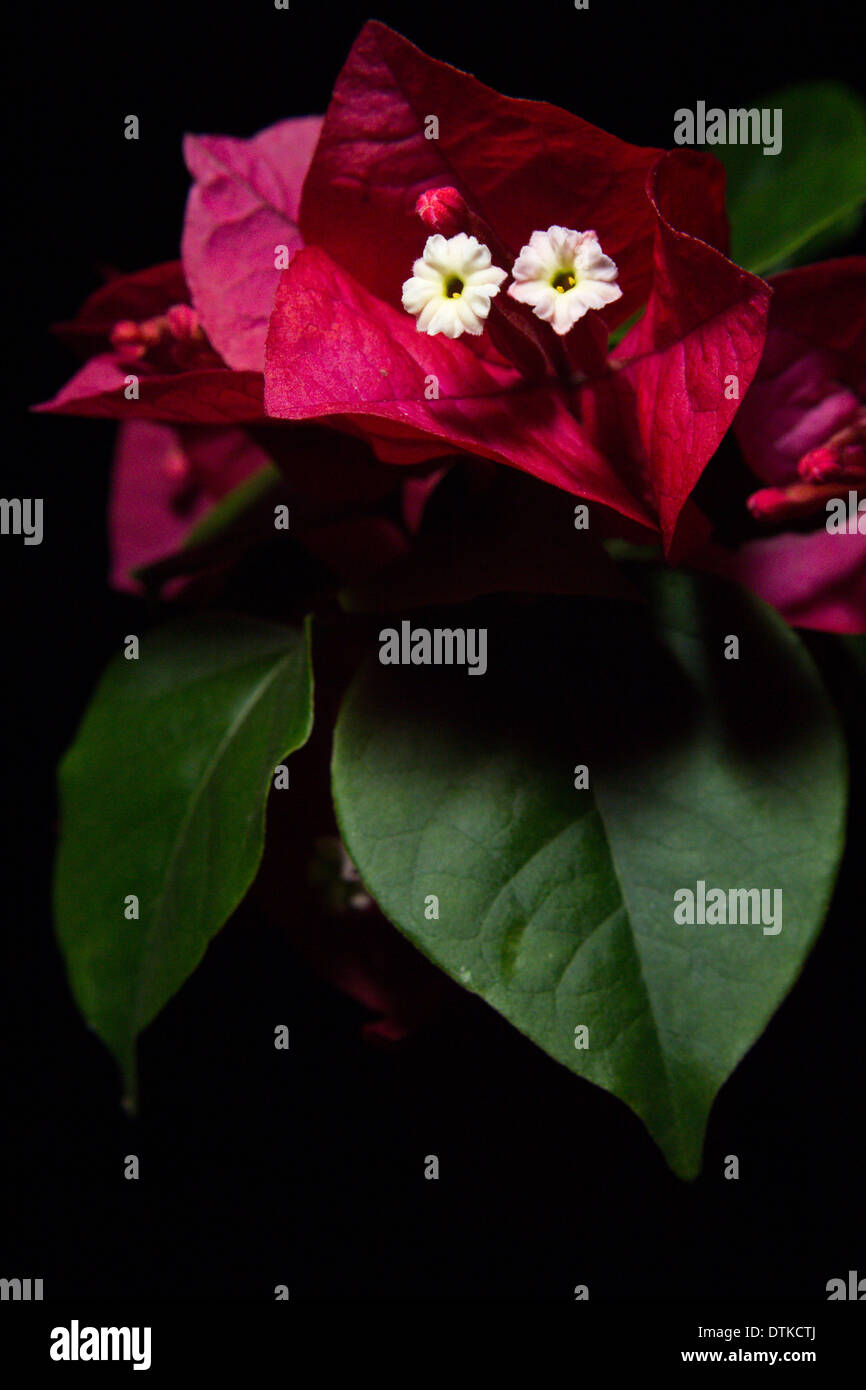 Bougainvillea glabra schwarzer Hintergrund Stockfoto